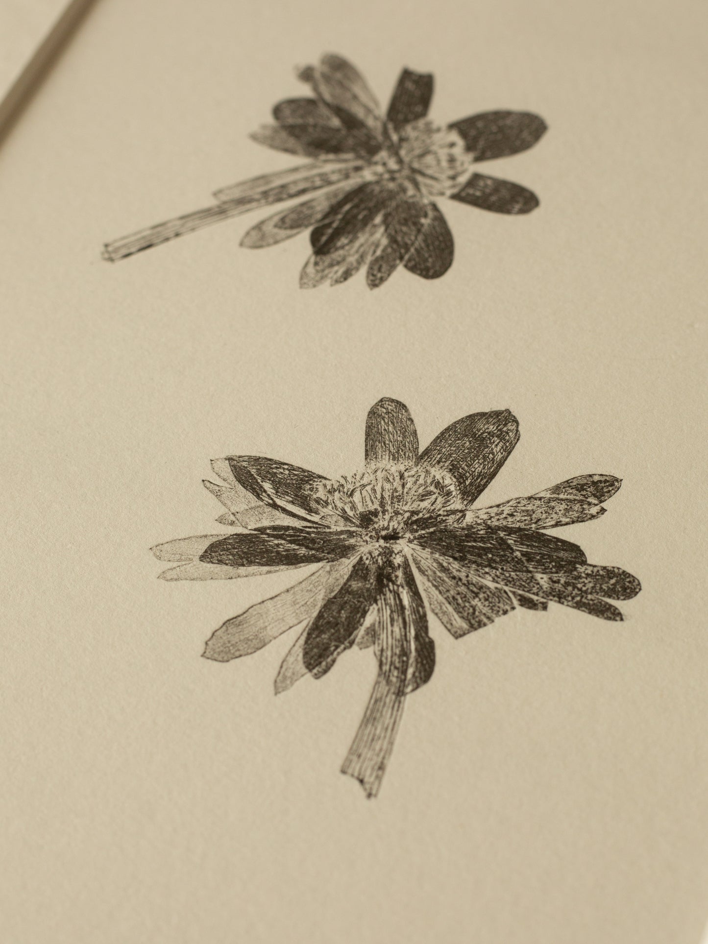 Winter Aconite, Botanical Monoprint Framed