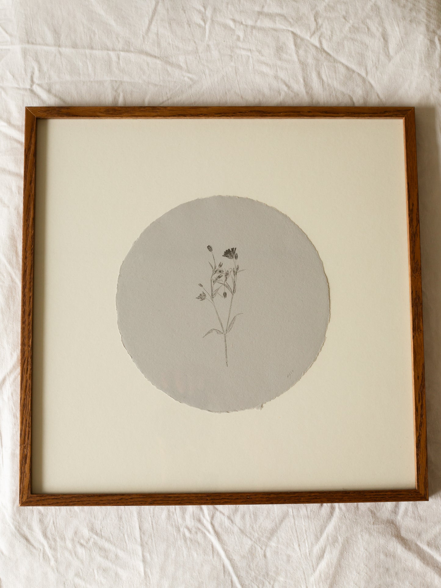 Greater Stitchwort Circle, Botanical Monoprint Framed