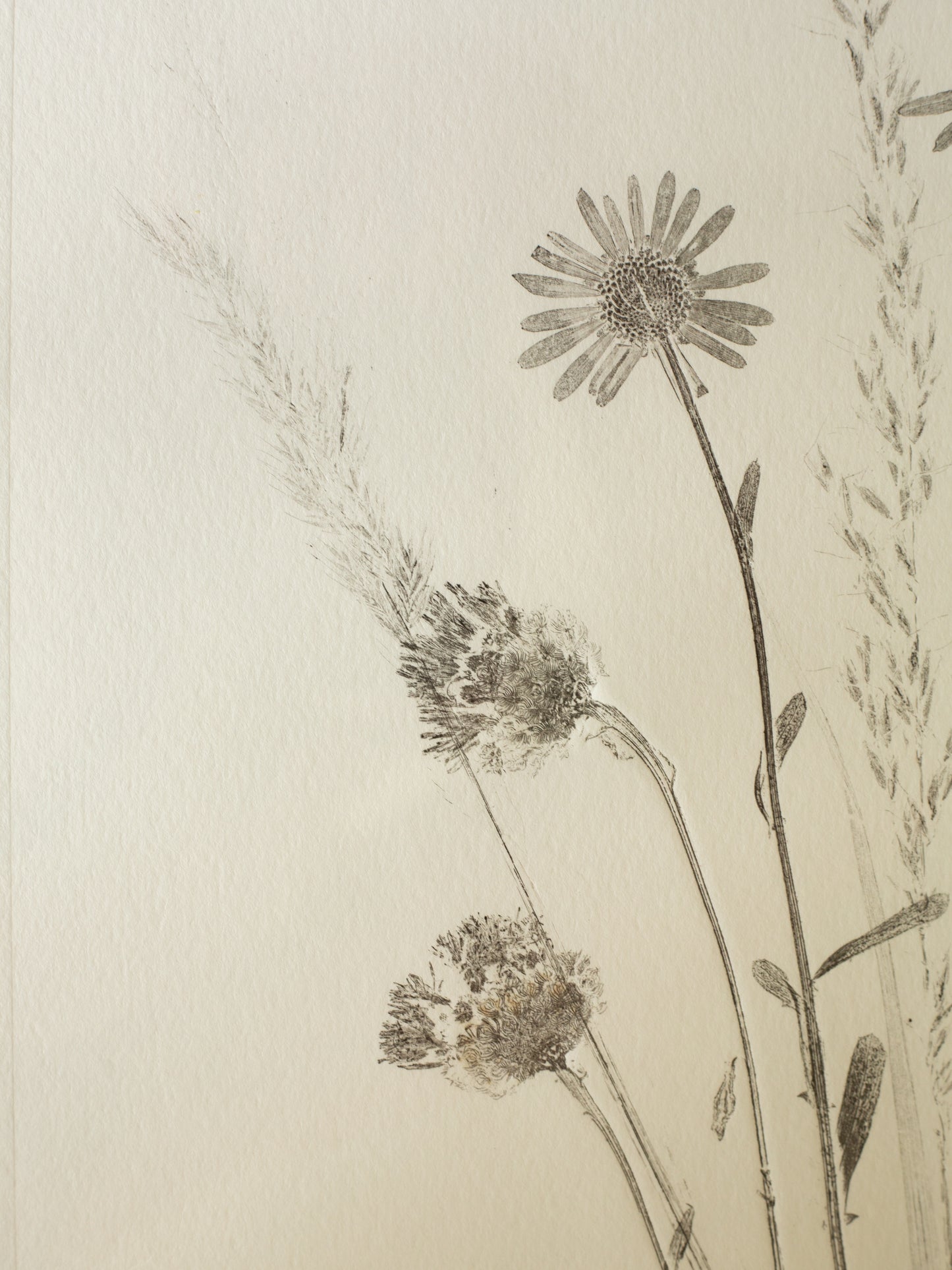 Wildflower Meadow, Botanical Monoprint Framed