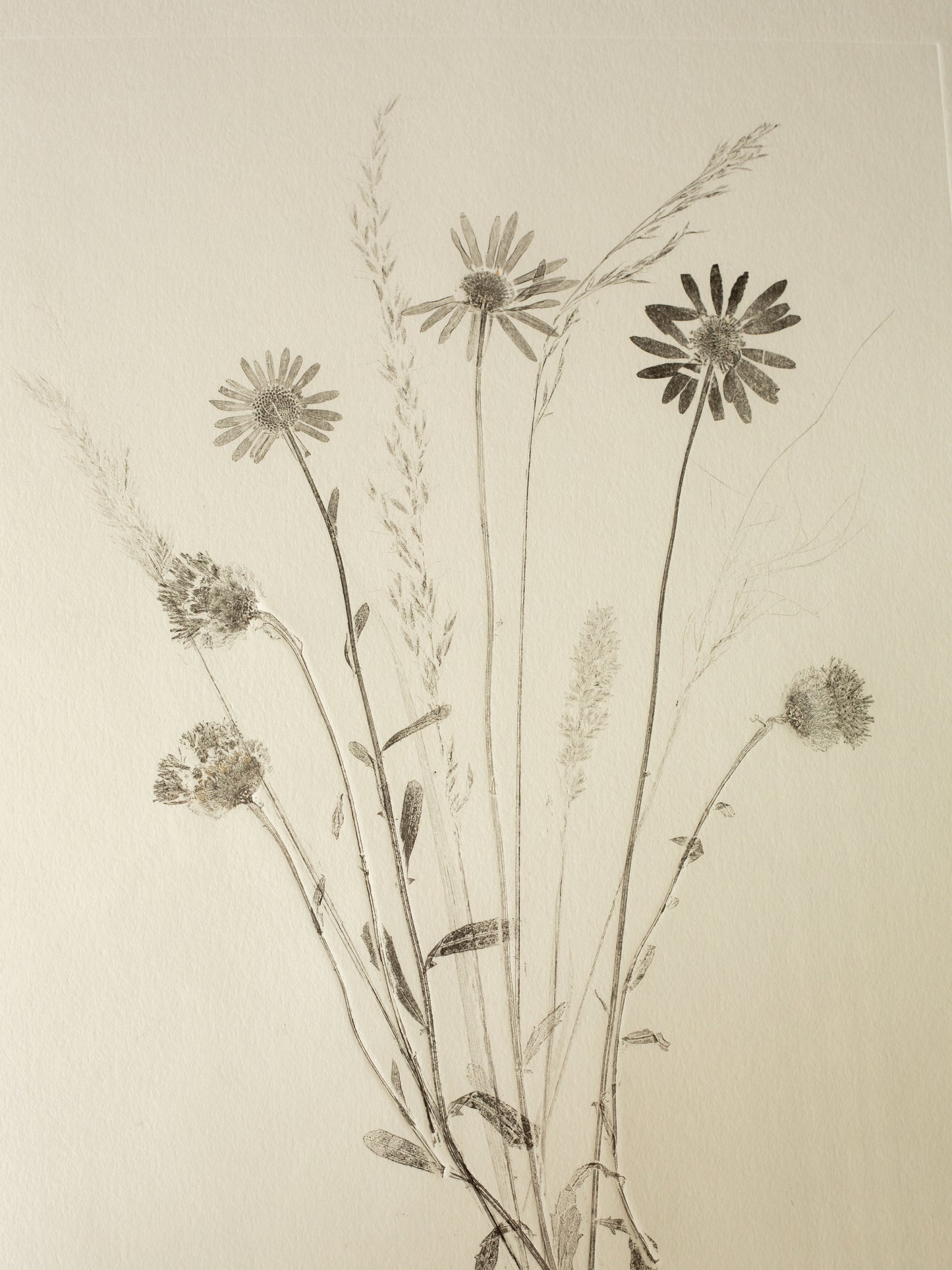 Wildflower Meadow, Botanical Monoprint Framed