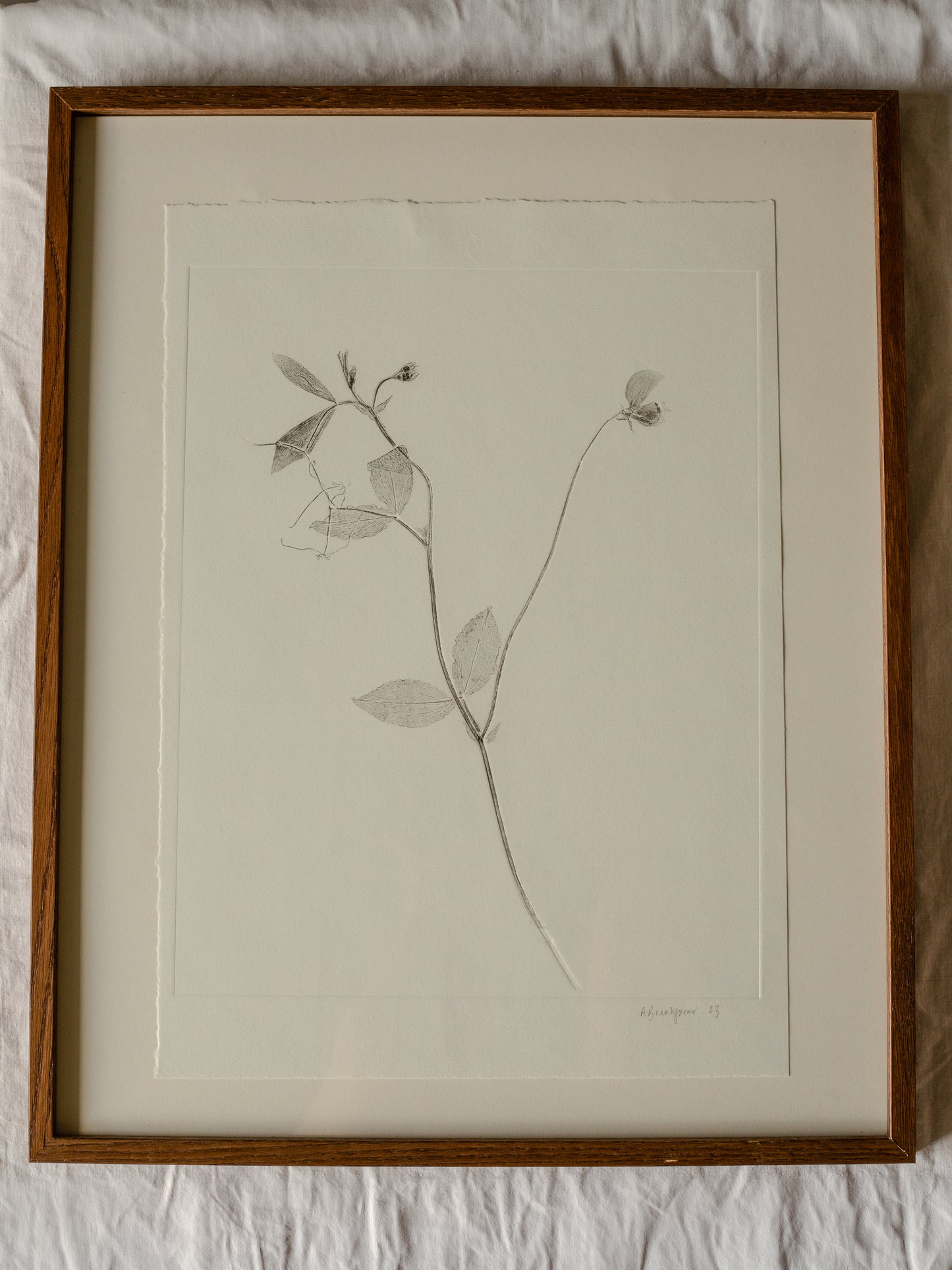 Sweet Pea 01, Botanical Monoprint Framed