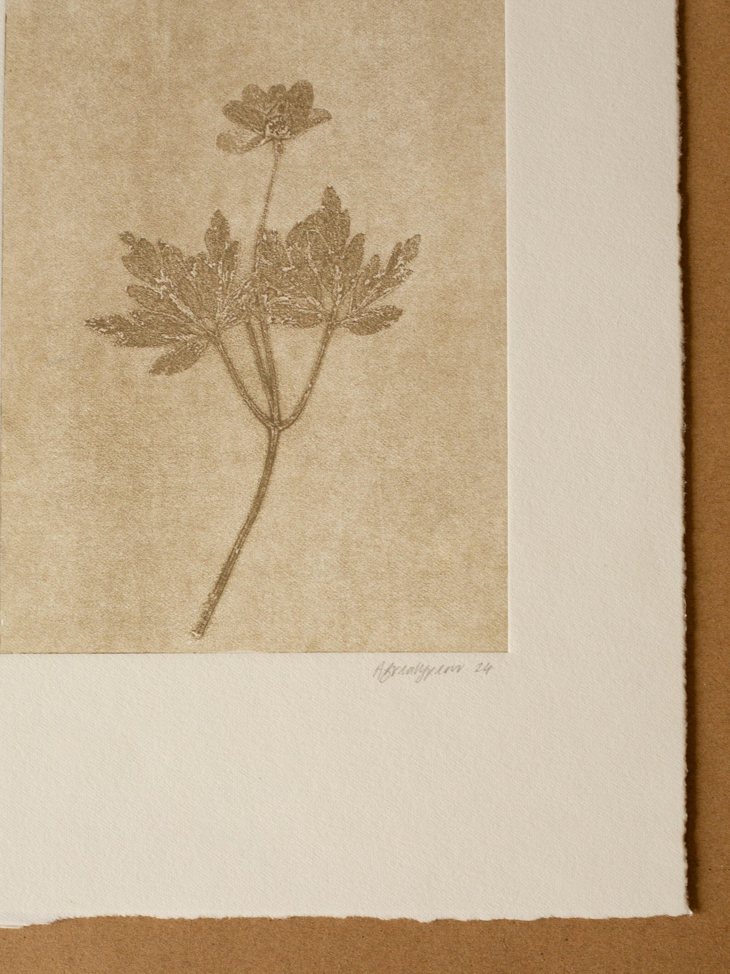 Wood Anemone 2, Ghost Monoprint, Original Botanical Print