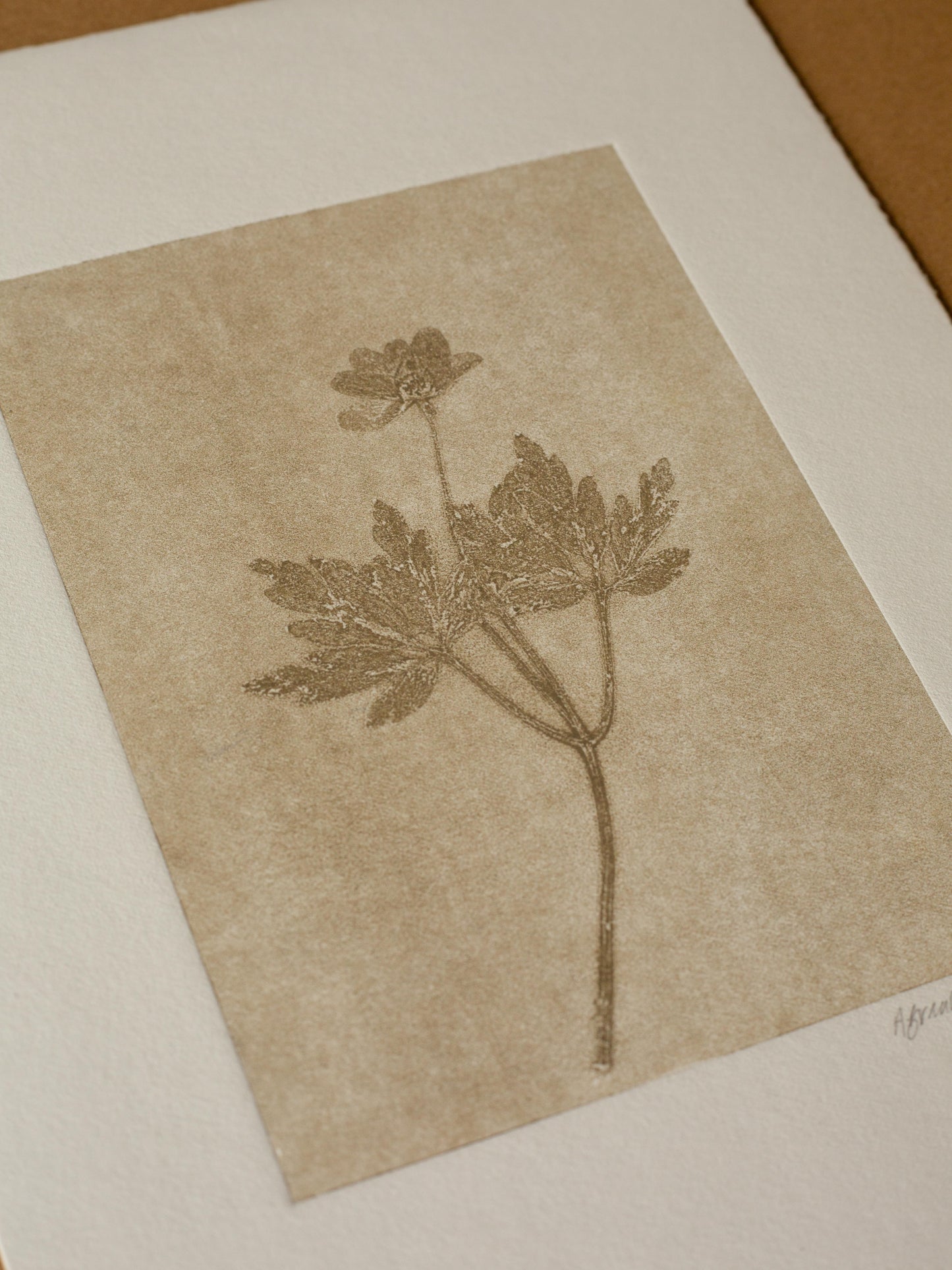 Wood Anemone 2, Ghost Monoprint, Original Botanical Print