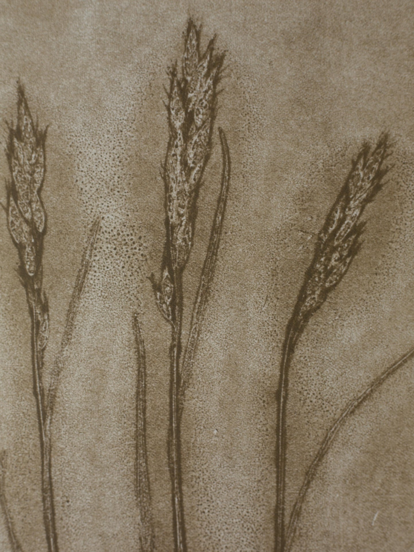 Three Grasses 1, Ghost Monoprint, Original Botanical Print