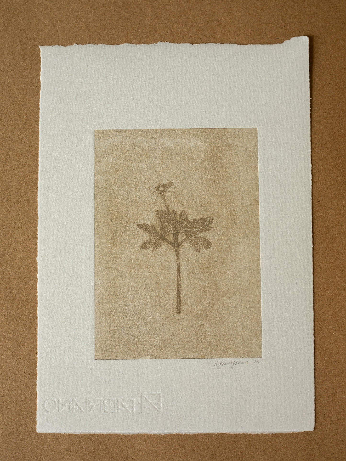 Wood Anemone 5, Ghost Monoprint, Original Botanical Print