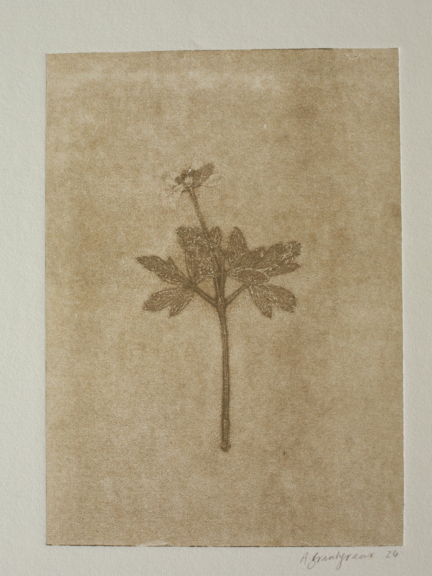 Wood Anemone 5, Ghost Monoprint, Original Botanical Print