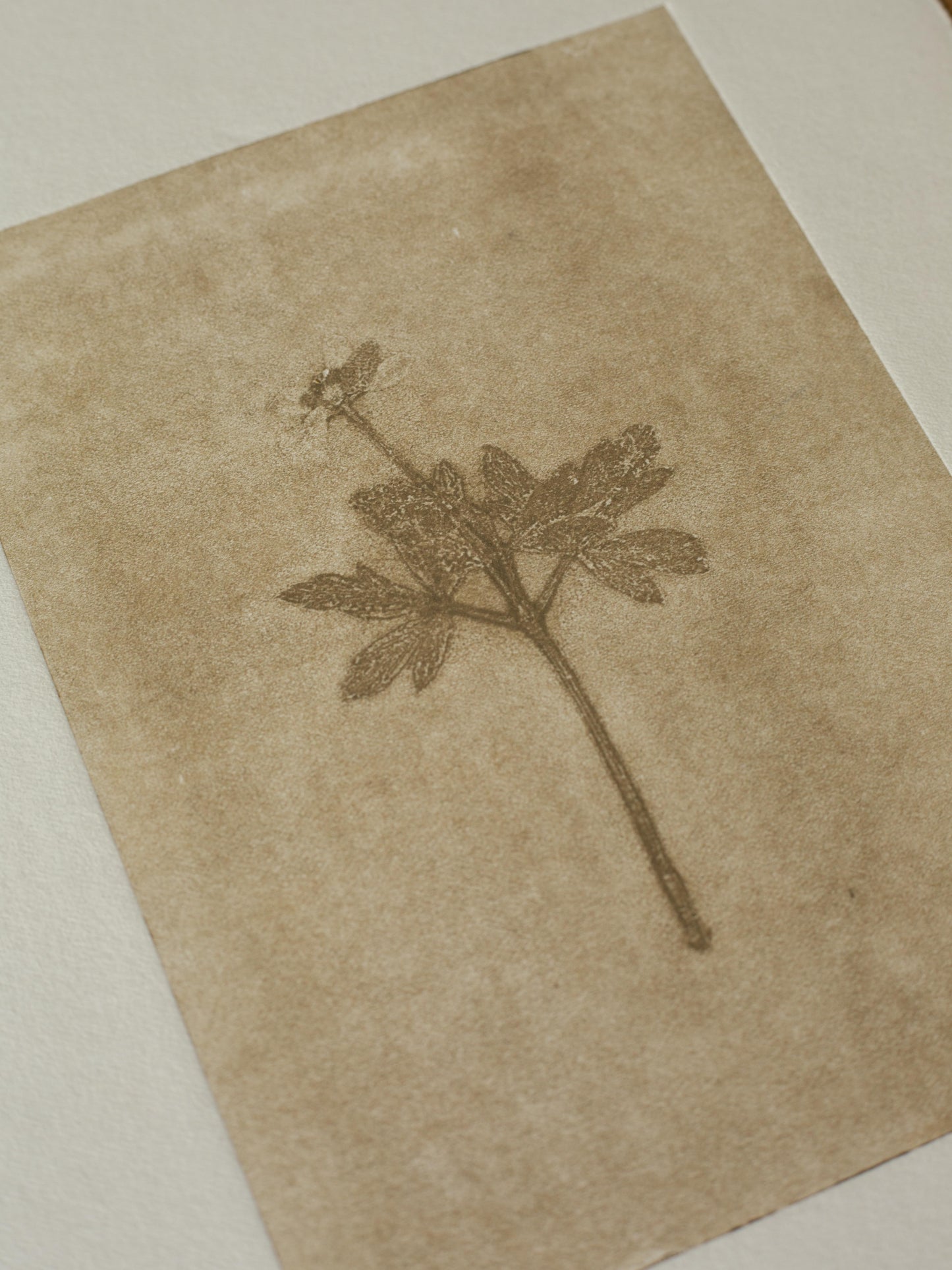 Wood Anemone 5, Ghost Monoprint, Original Botanical Print