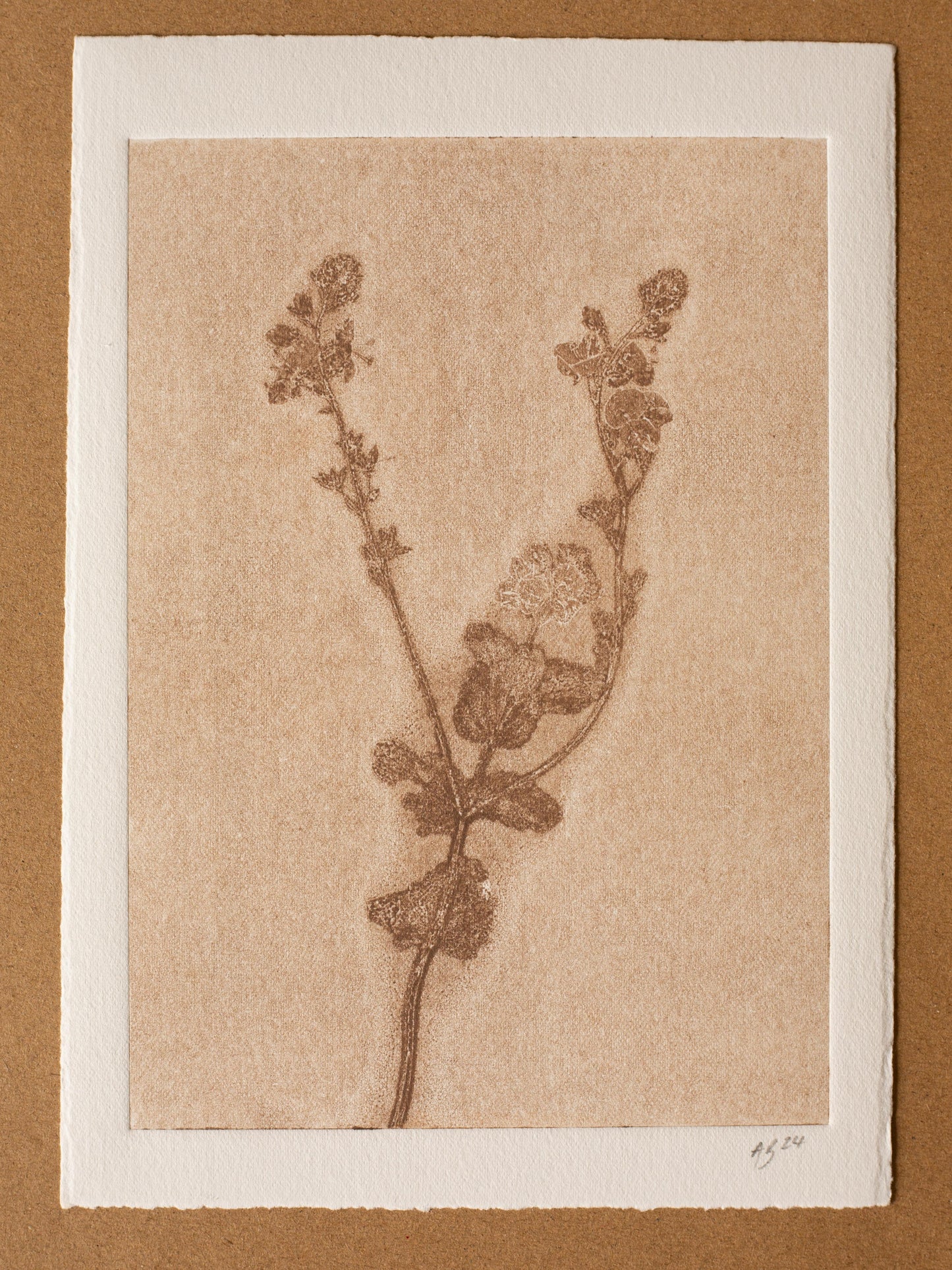 Speedwell 1, Ghost Monoprint, Original Botanical Print