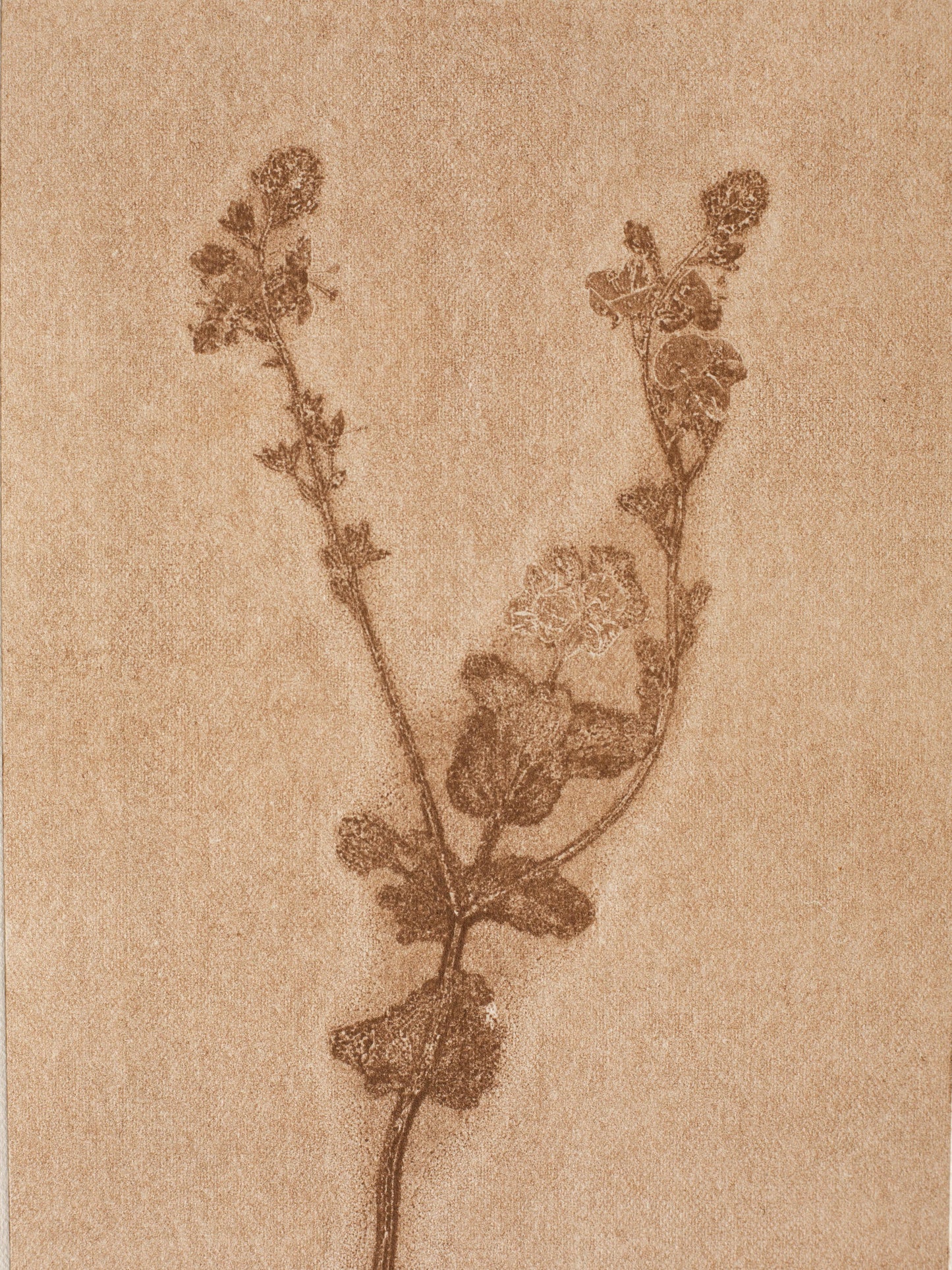 Speedwell 1, Ghost Monoprint, Original Botanical Print