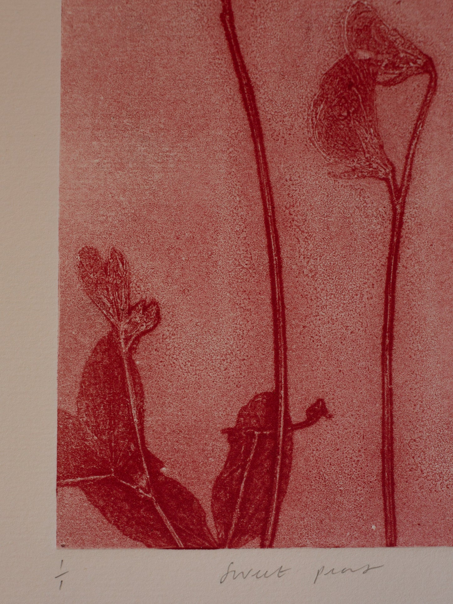 Sweet Peas 2 - Monoprint - A4 1/1