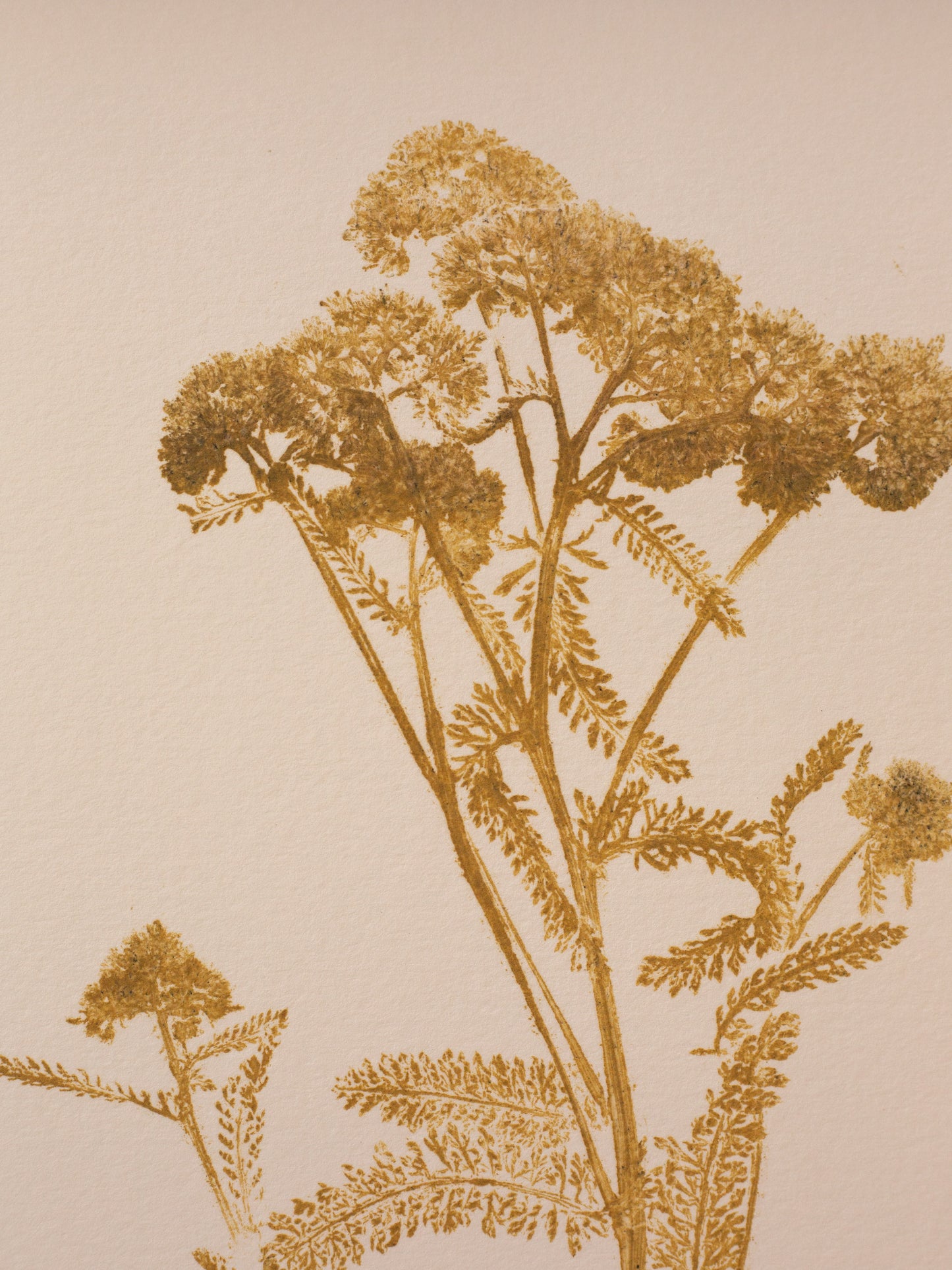 Yarrow - Monoprint - 1/1