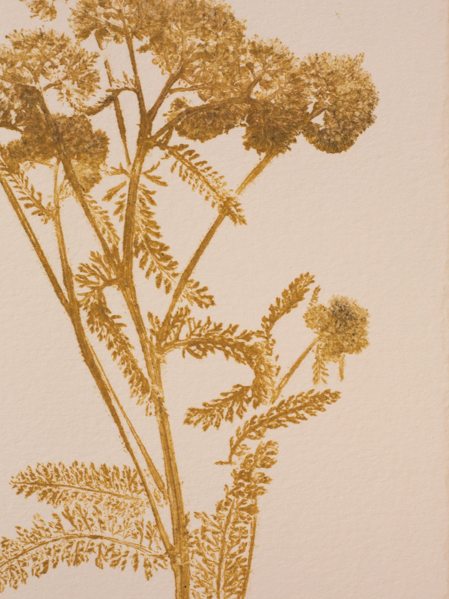 Yarrow - Monoprint - 1/1