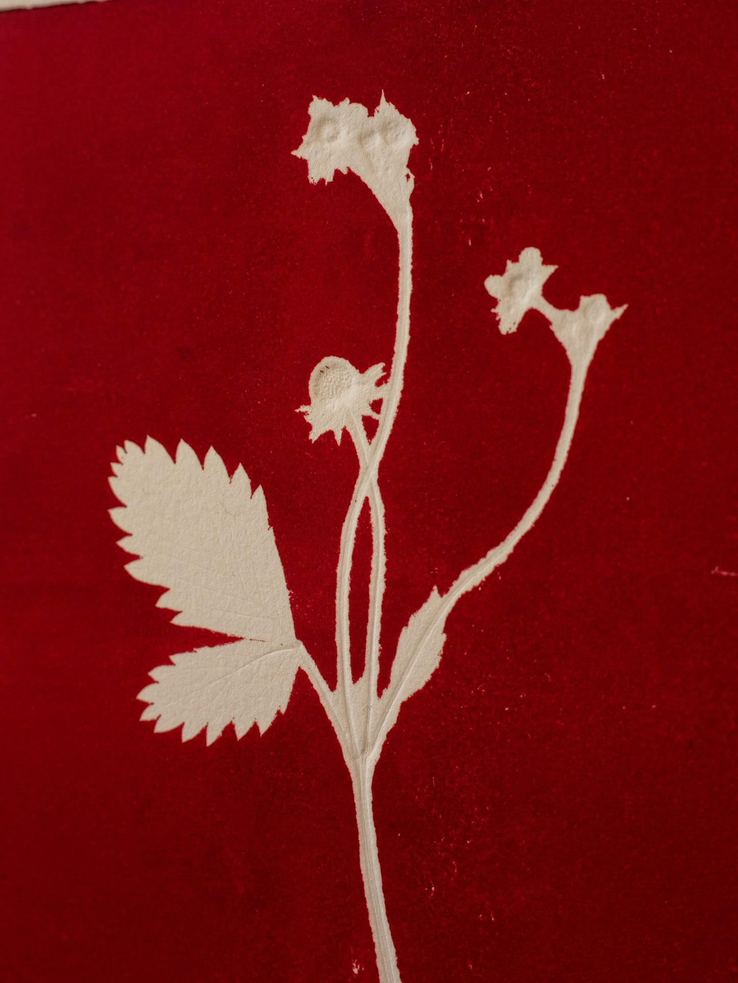 Wild Strawberry 1 - Monoprint - A4 1/1