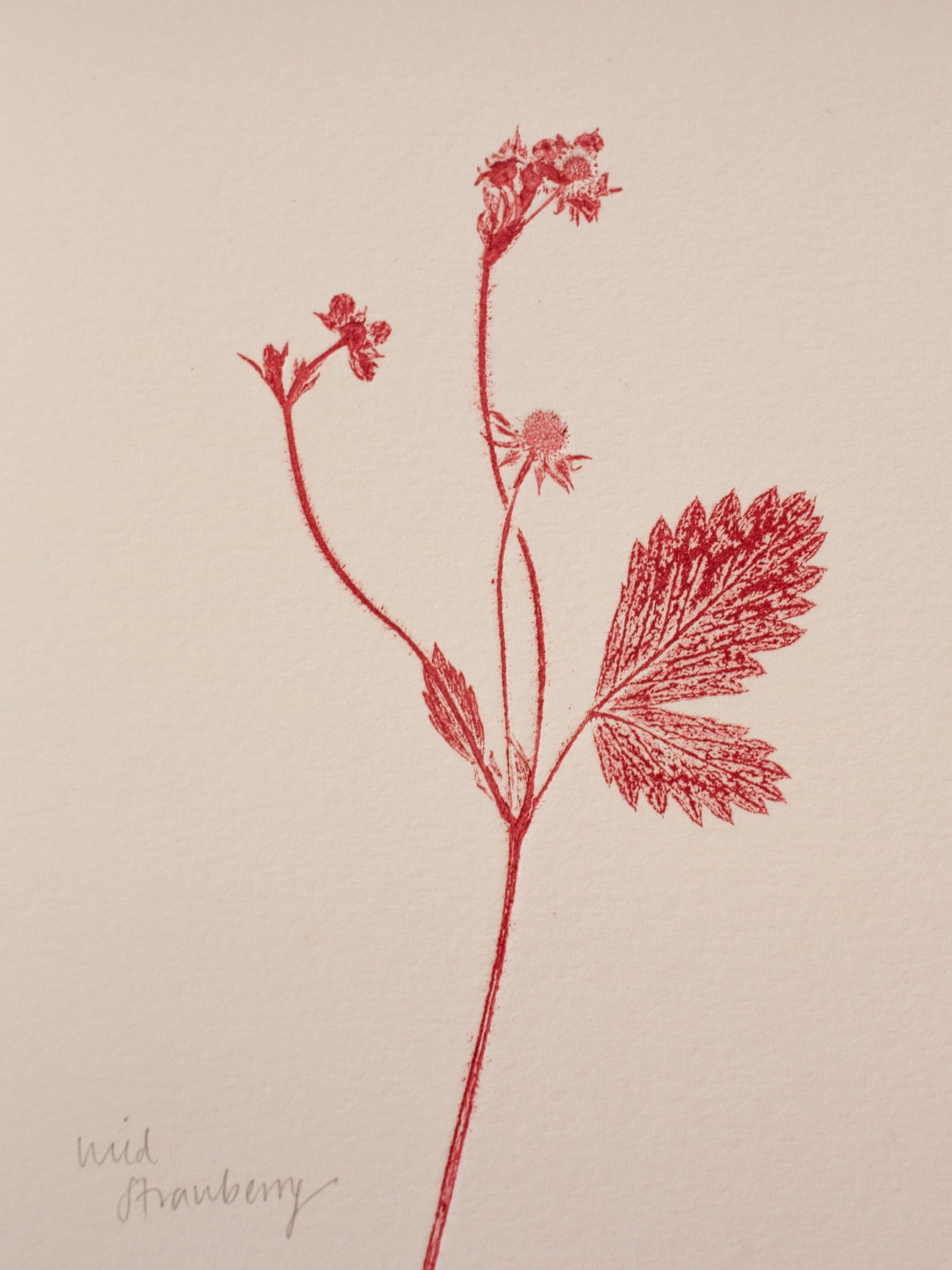 Wild Strawberry 3 - Monoprint - 1/1