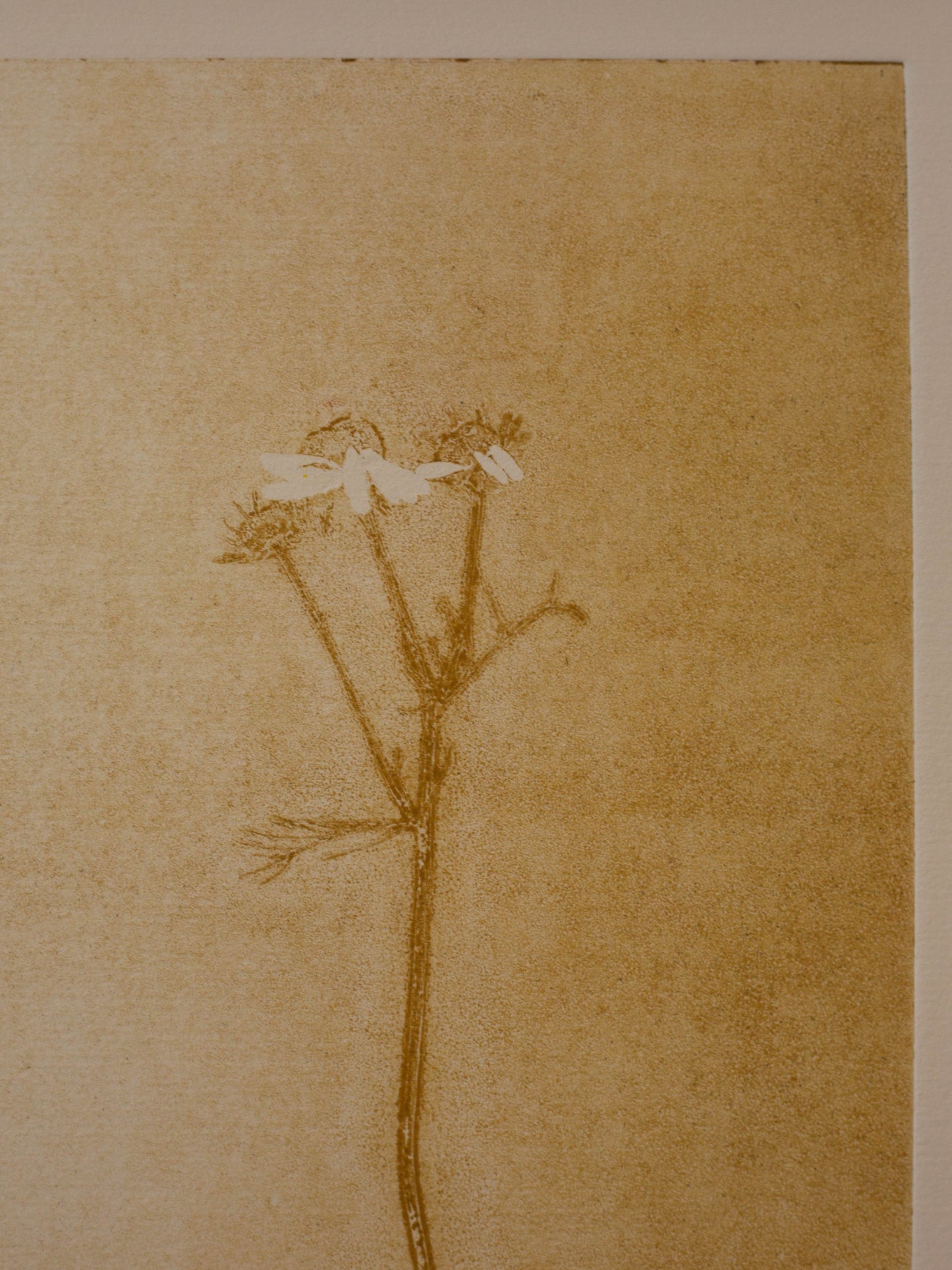 Chamomile 2 - Monoprint - A 1/1