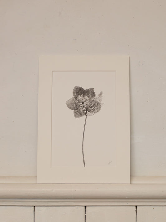 Hellebore 3, Botanical Black Monoprint