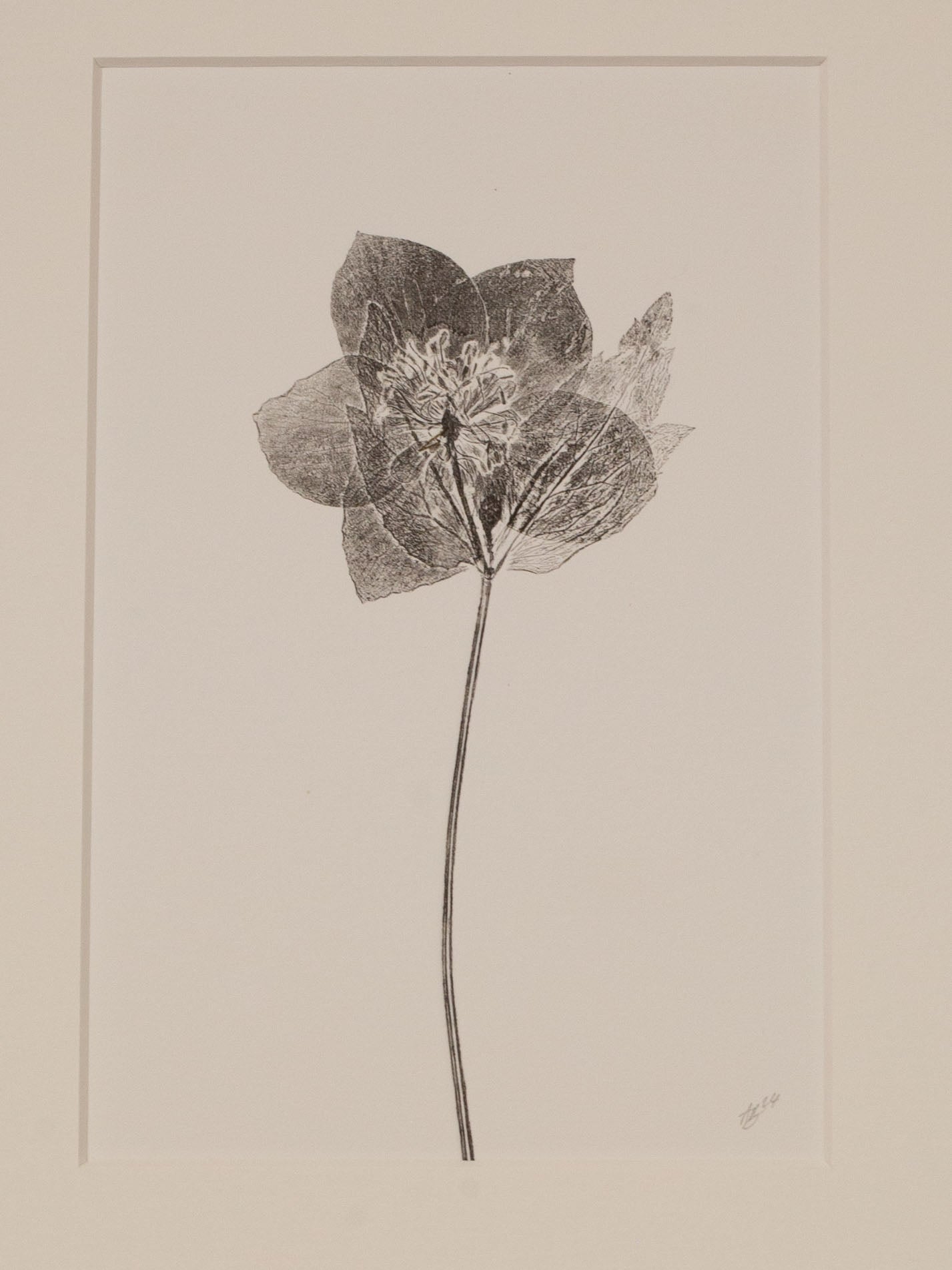 Hellebore 3, Botanical Black Monoprint
