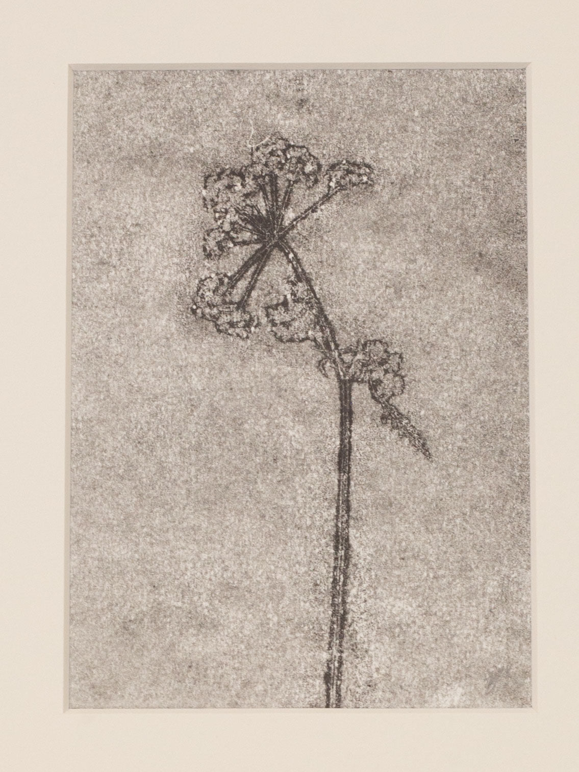Cow Parsley 2, Dark Grey Ghost Monoprint