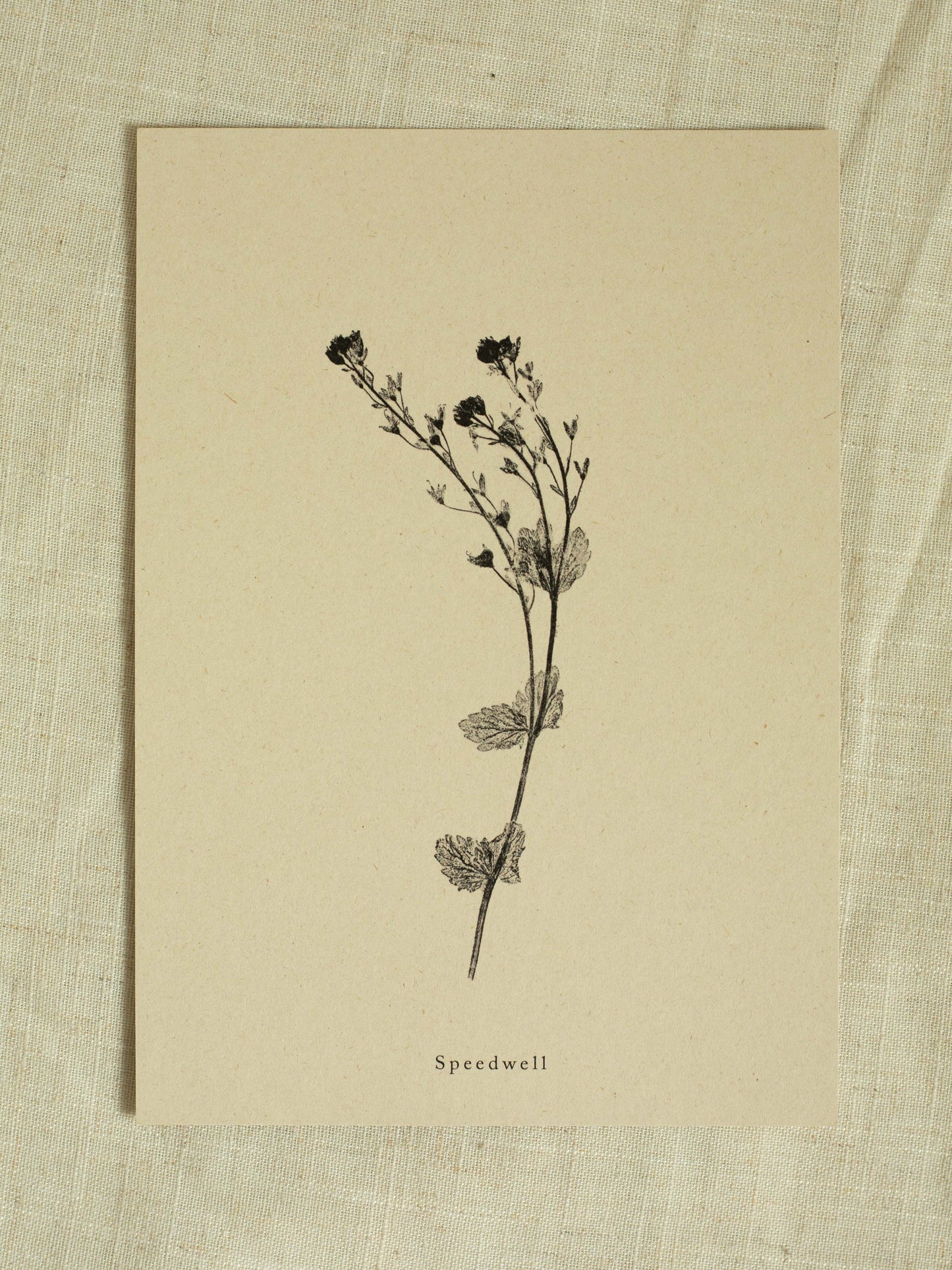 Speedwell - Botanical Art Print