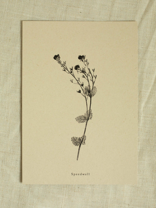 Speedwell - Botanical Art Print