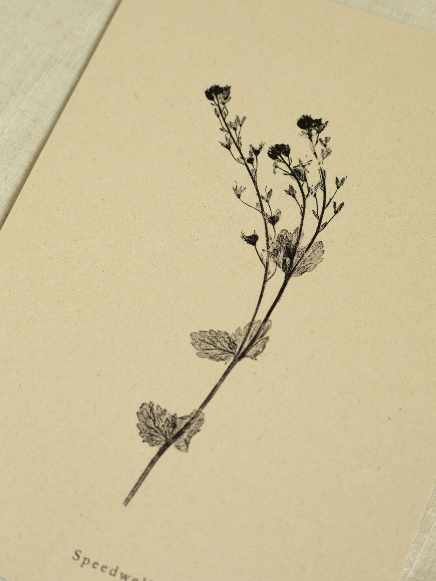 Speedwell - Botanical Art Print