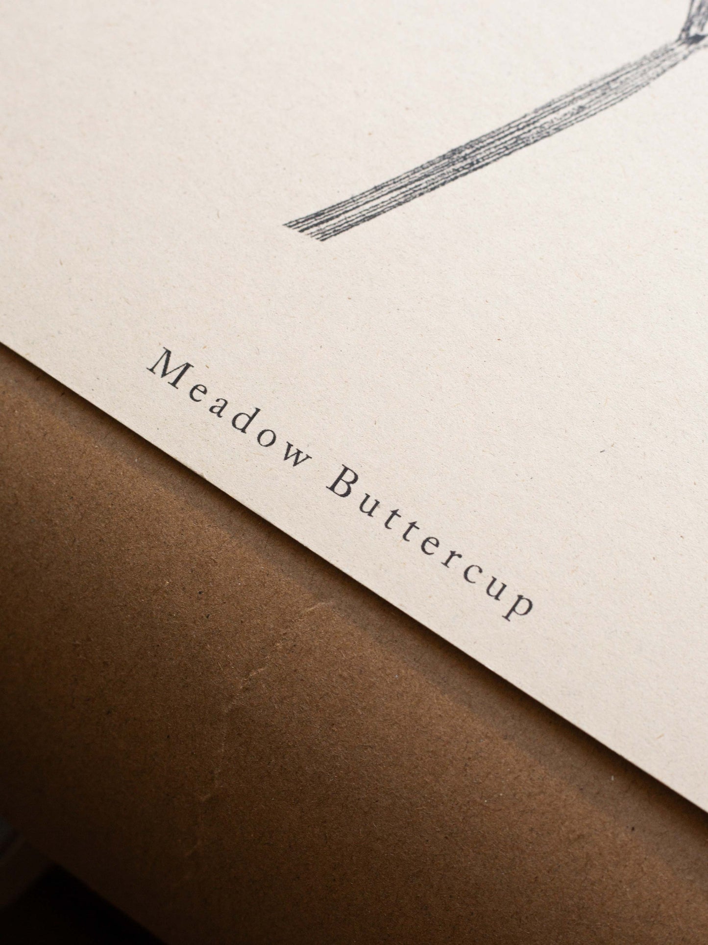 Meadow Buttercup - Botanical Art Print