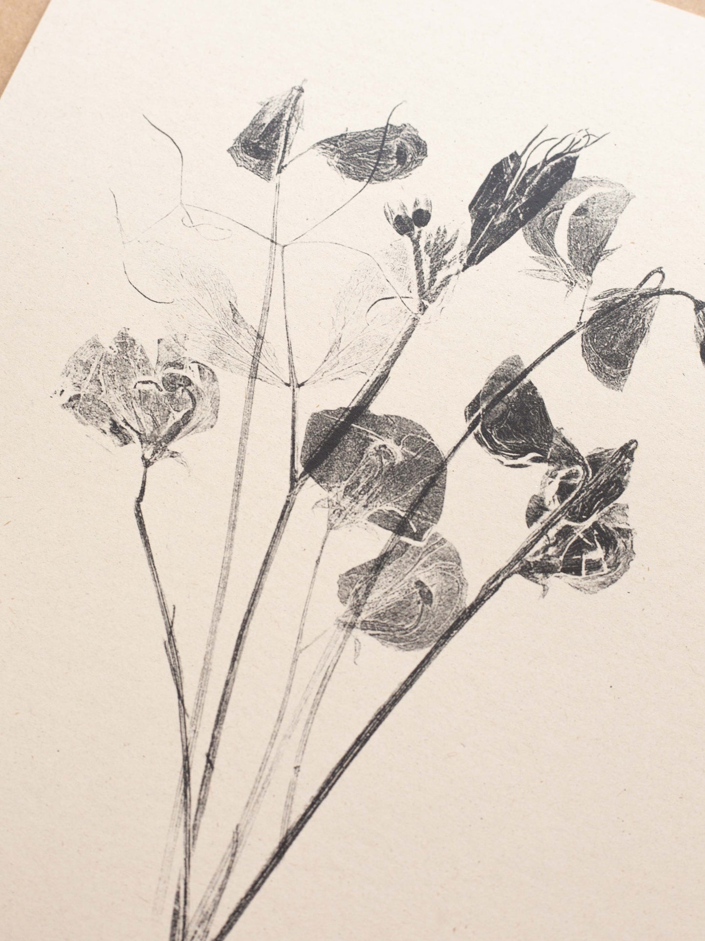Sweet Peas - Botanical Art Print