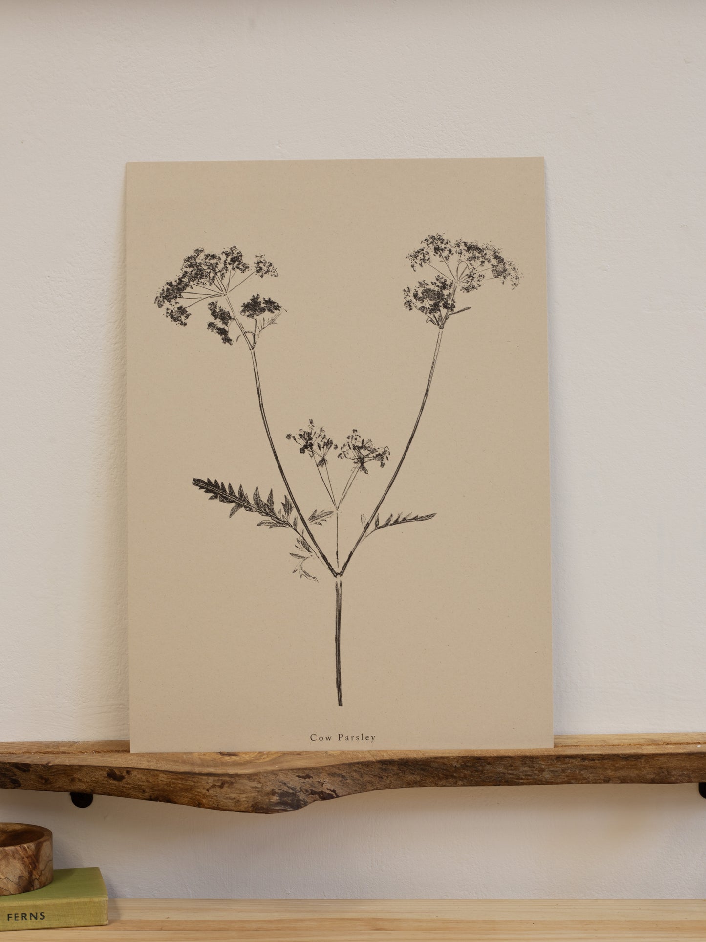 Cow Parsley - Botanical Art Print