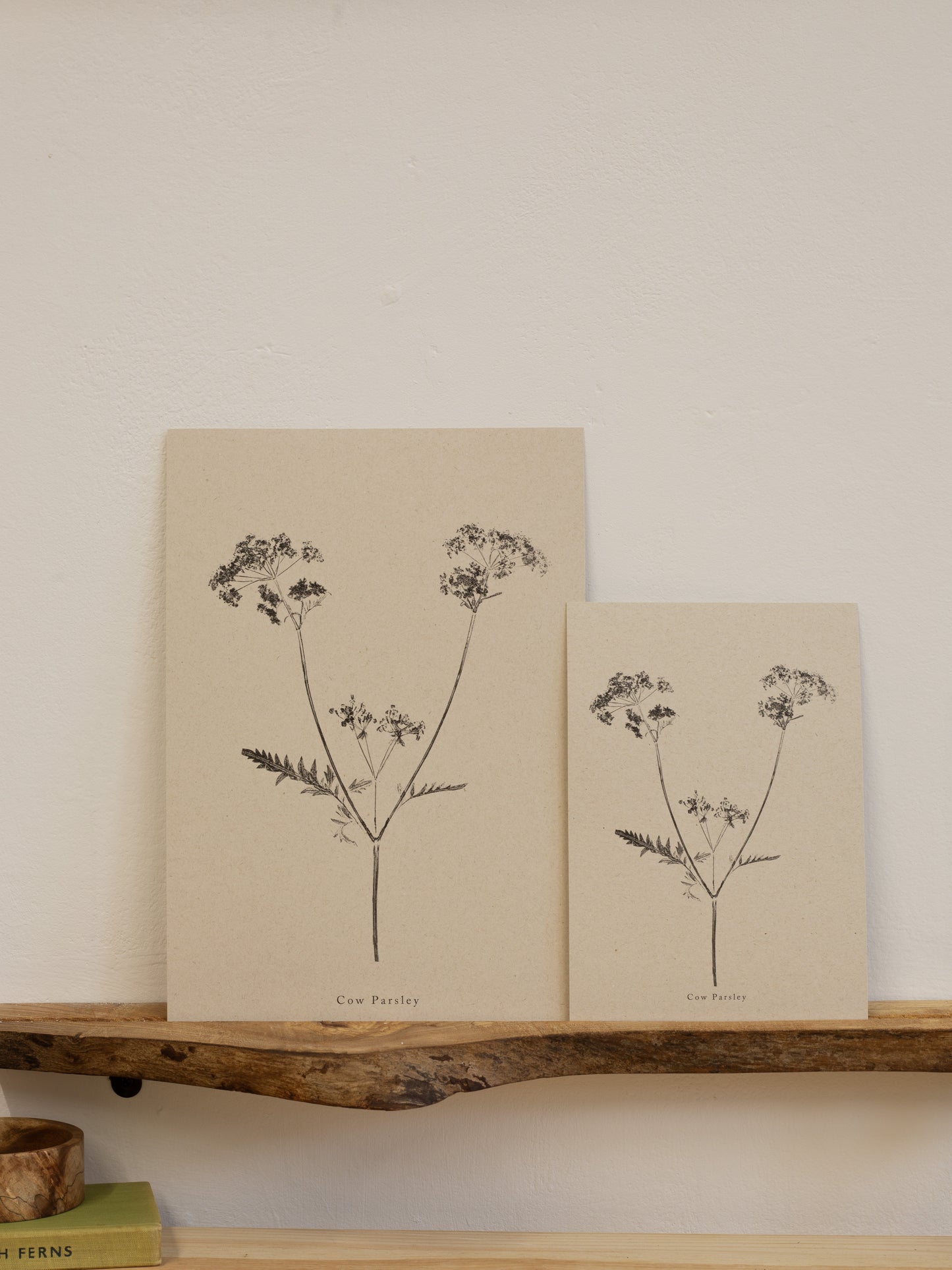Cow Parsley - Botanical Art Print