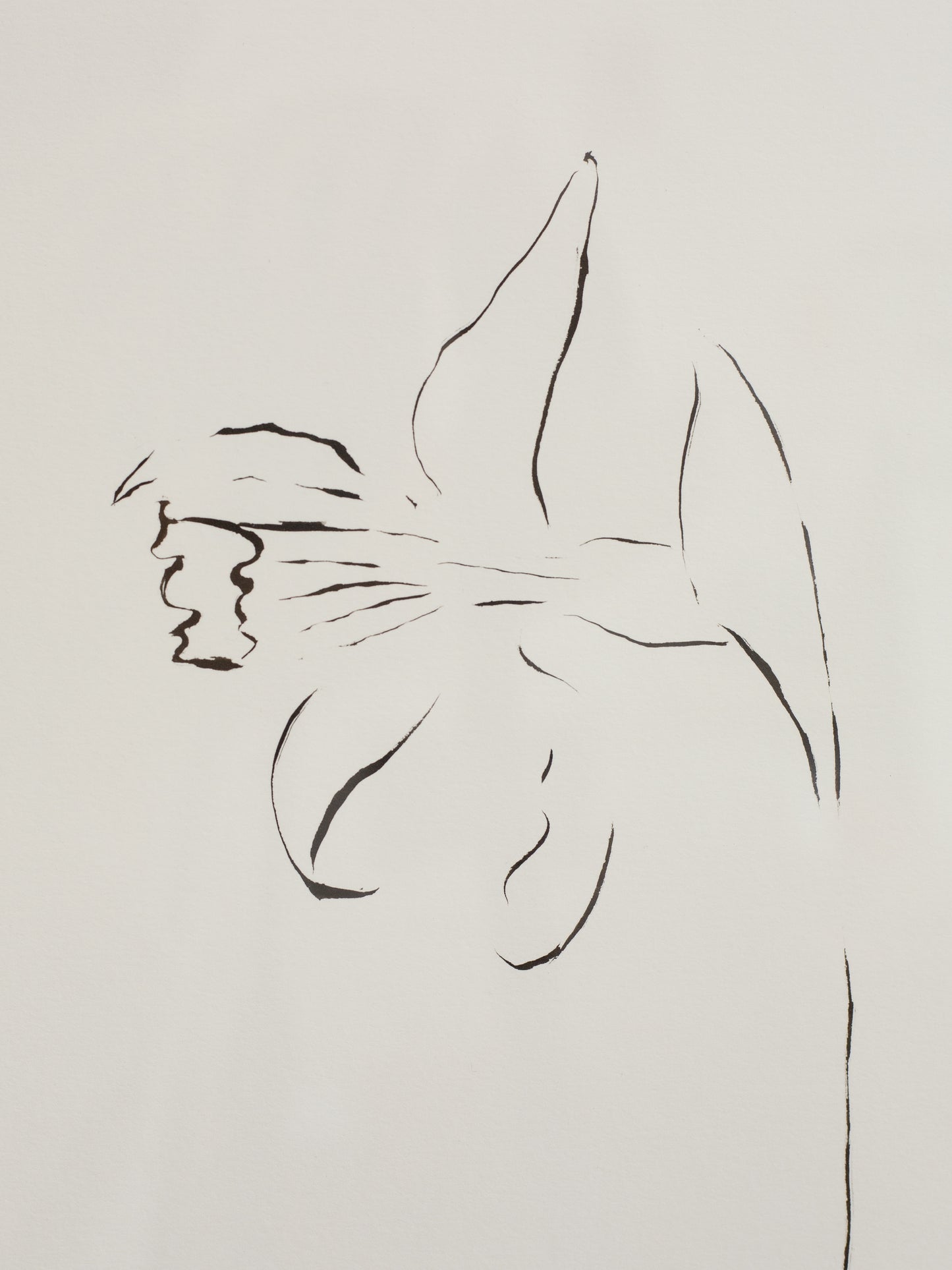 Indian ink drawing of daffodil on white background 