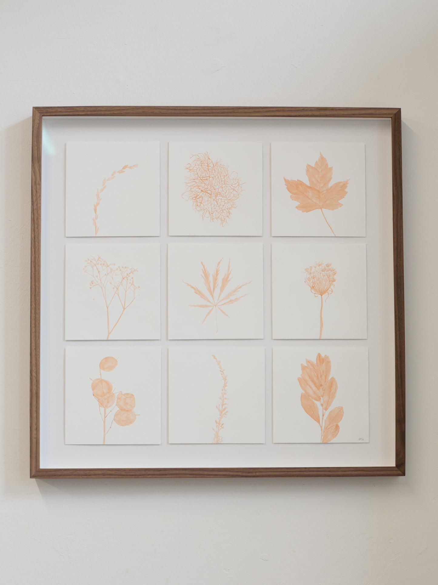 Framed artwork with illustrations of plants on a white background