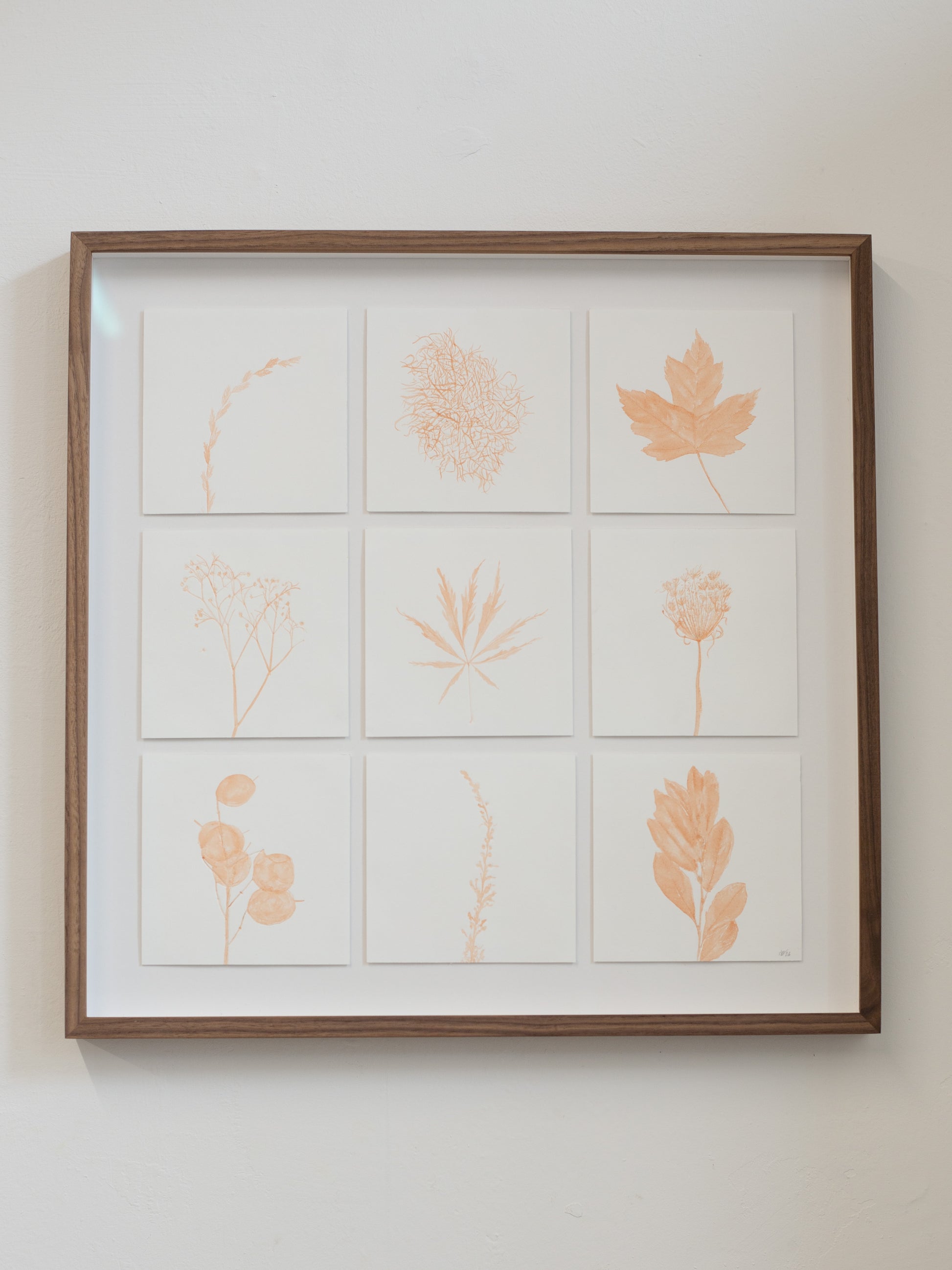 Framed artwork with illustrations of plants on a white background