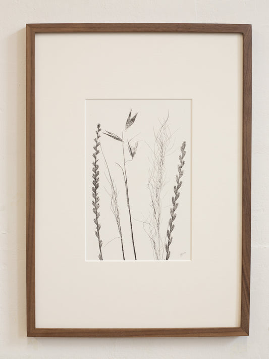 Framed botanical print of printed dried plants on a white wall