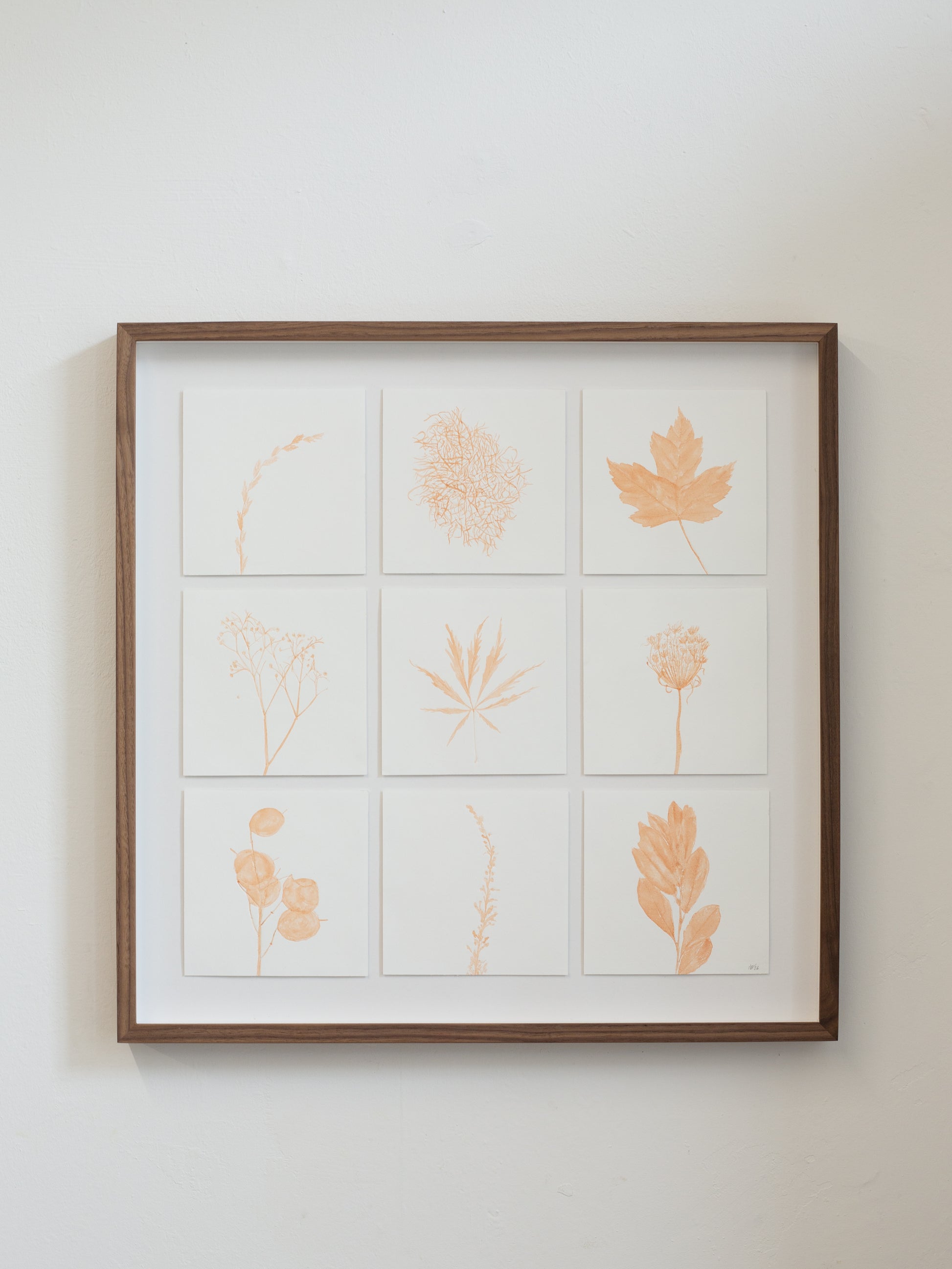 Framed in walnut wood a grid of 9 botanical prints with madder ink colouring 