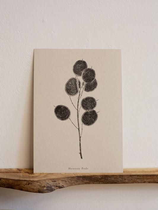 Honesty Pods - Botanical Art Print