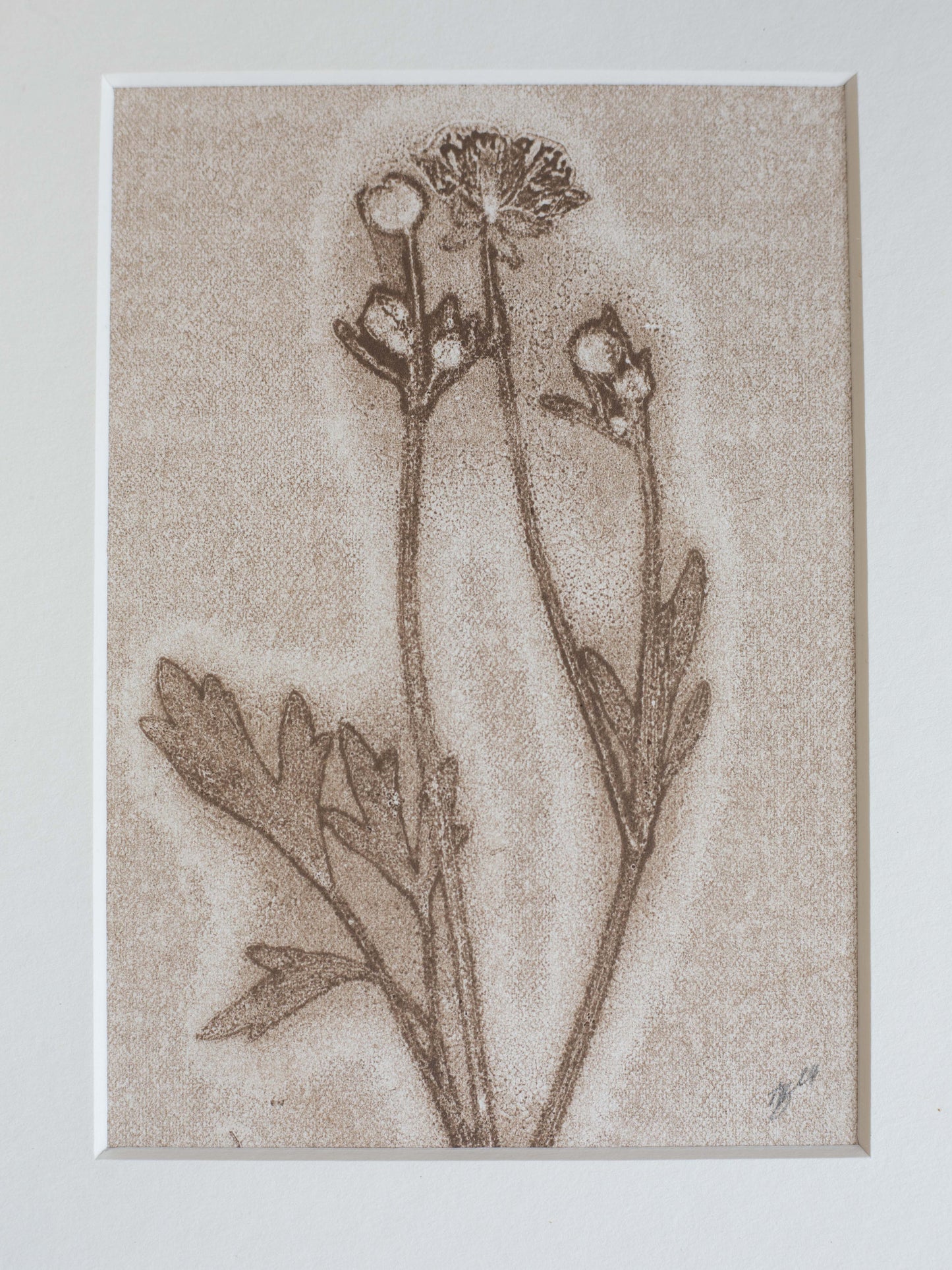 Botanical illustration of a plant with flowers on a textured beige background