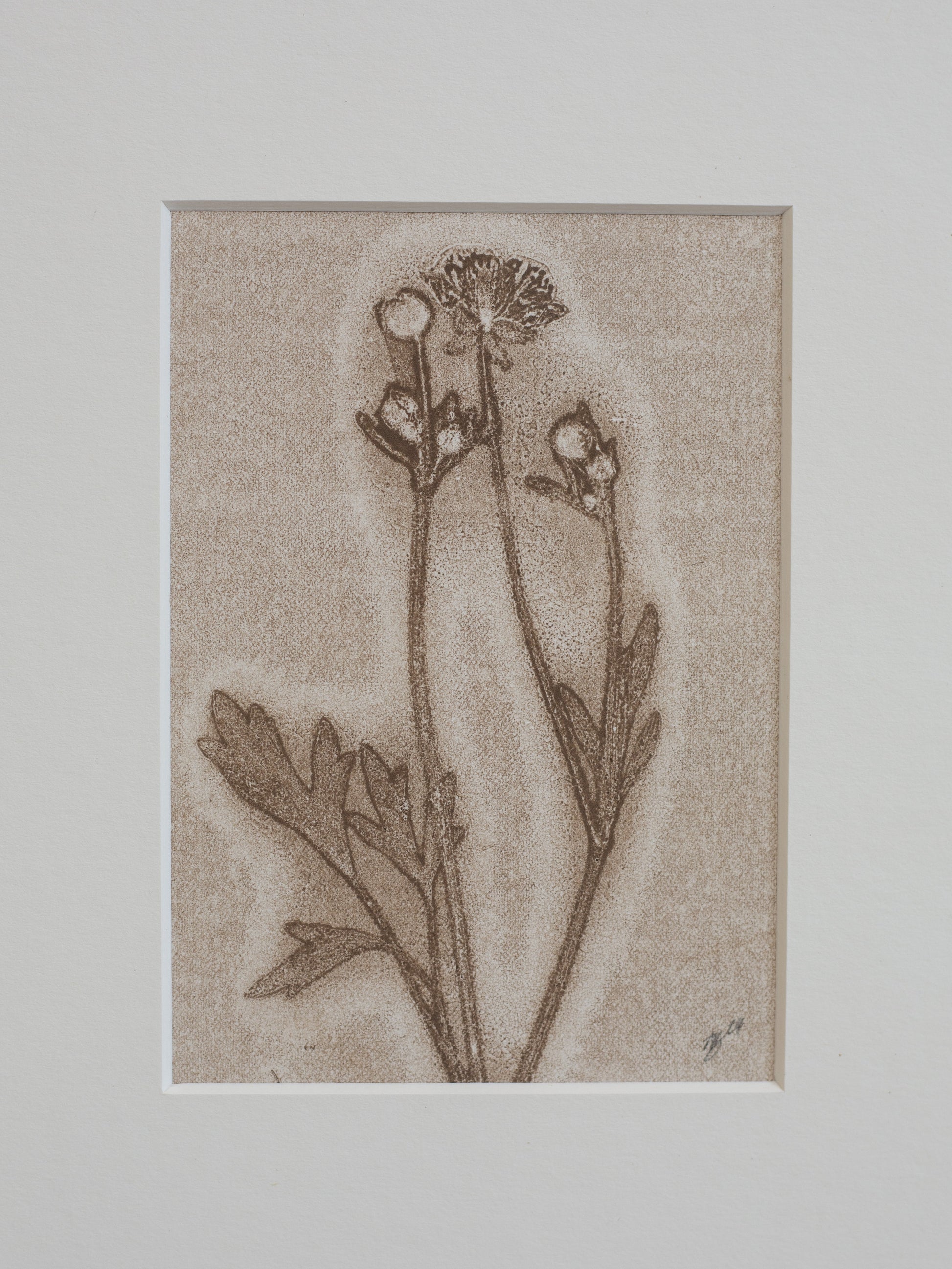 Sepia-toned illustration of a plant on a beige background