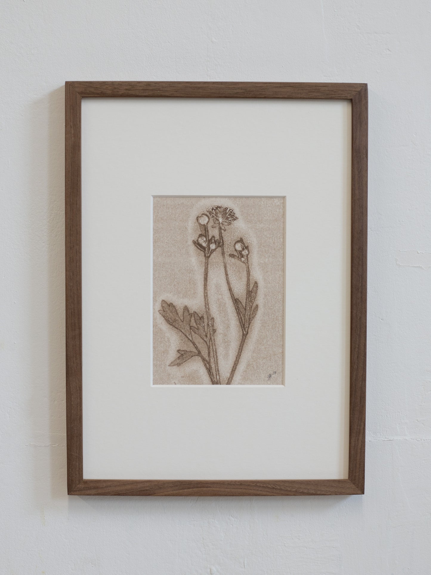 Framed botanical print on a white wall