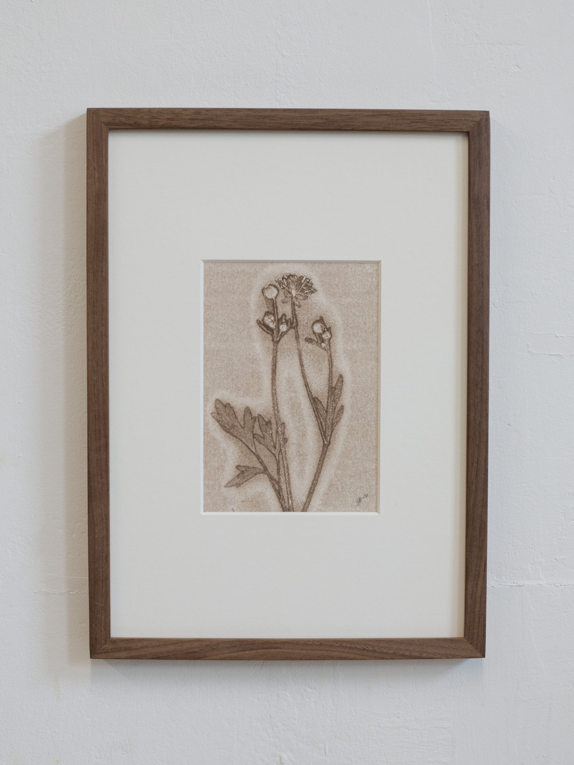 Framed botanical print on a white wall