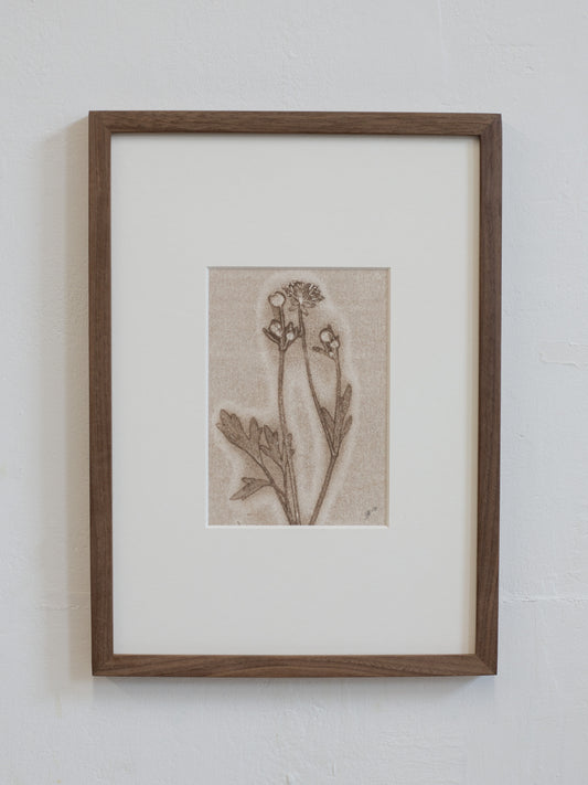 Framed botanical print on a white wall