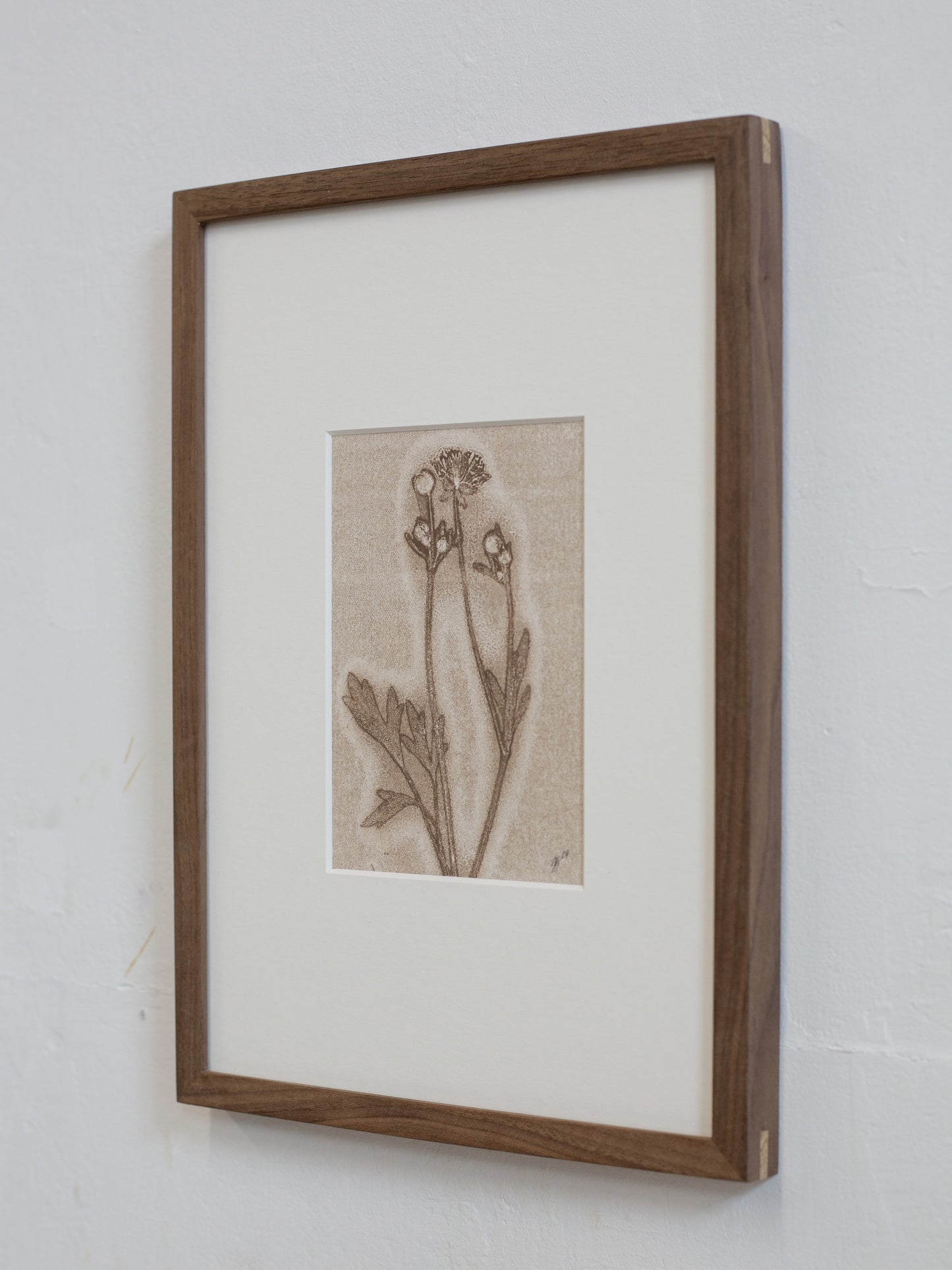 Framed botanical print on a textured wall