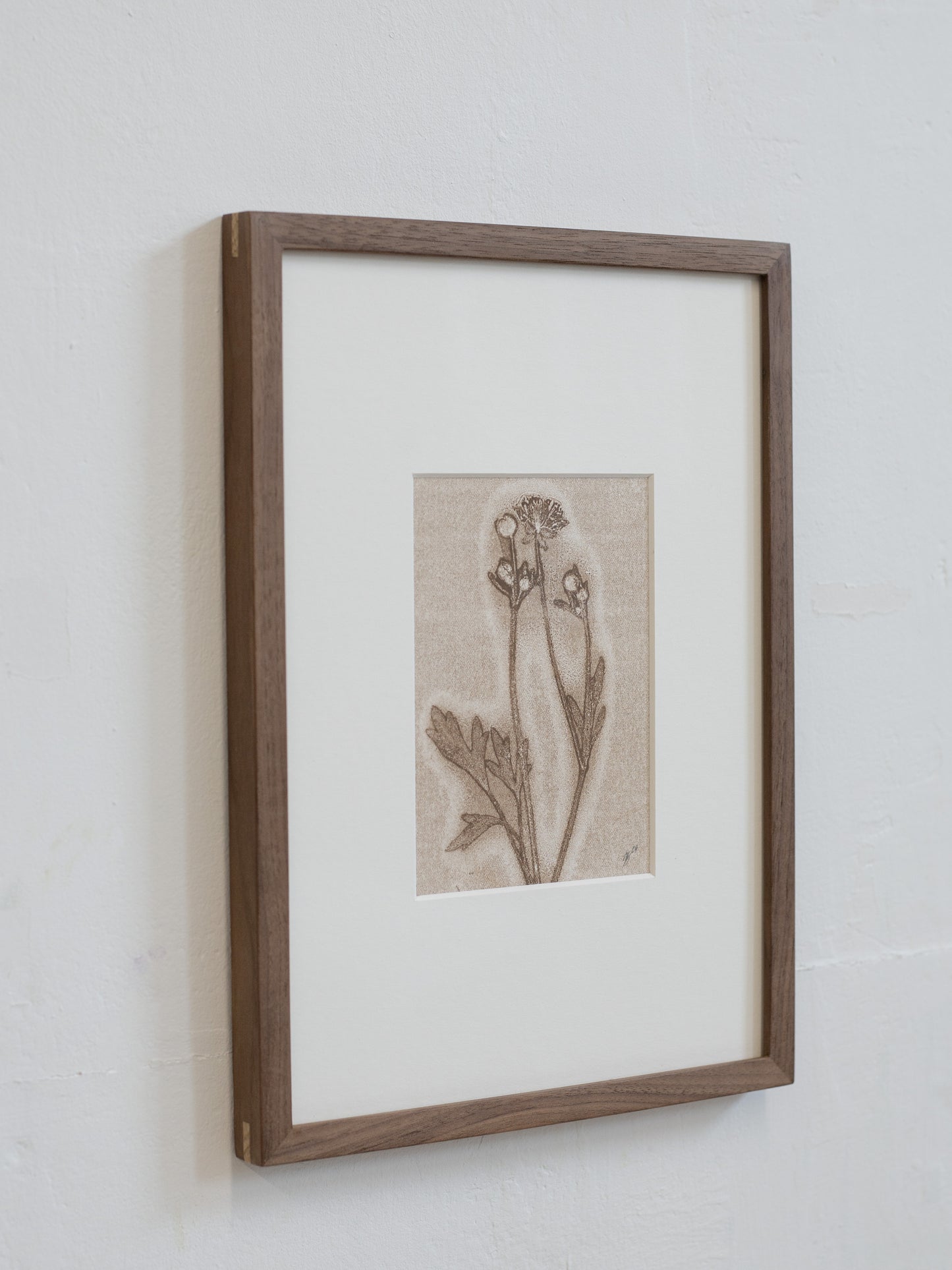 Framed botanical print on a white wall