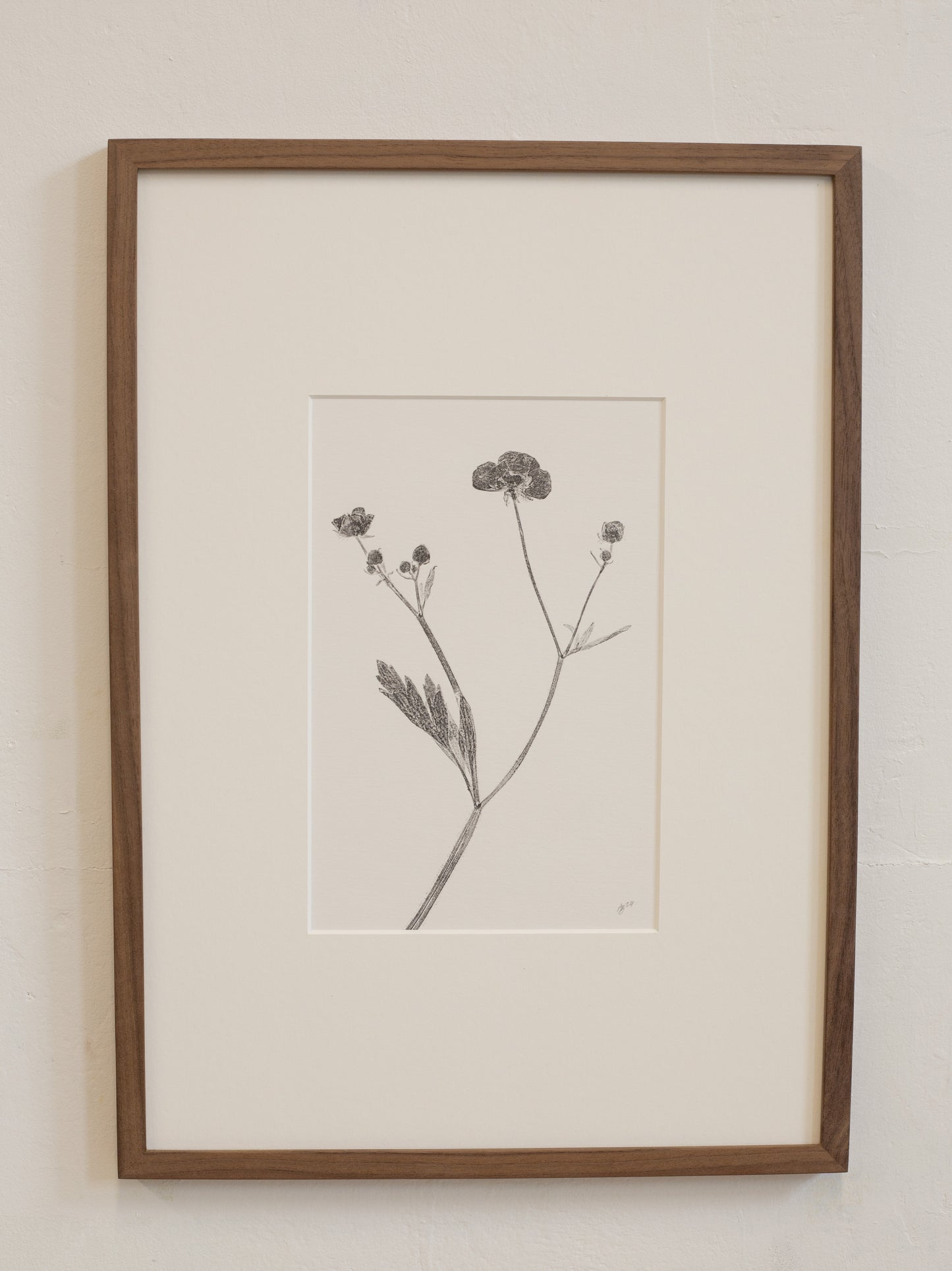 Framed botanical print of a plant on a white wall