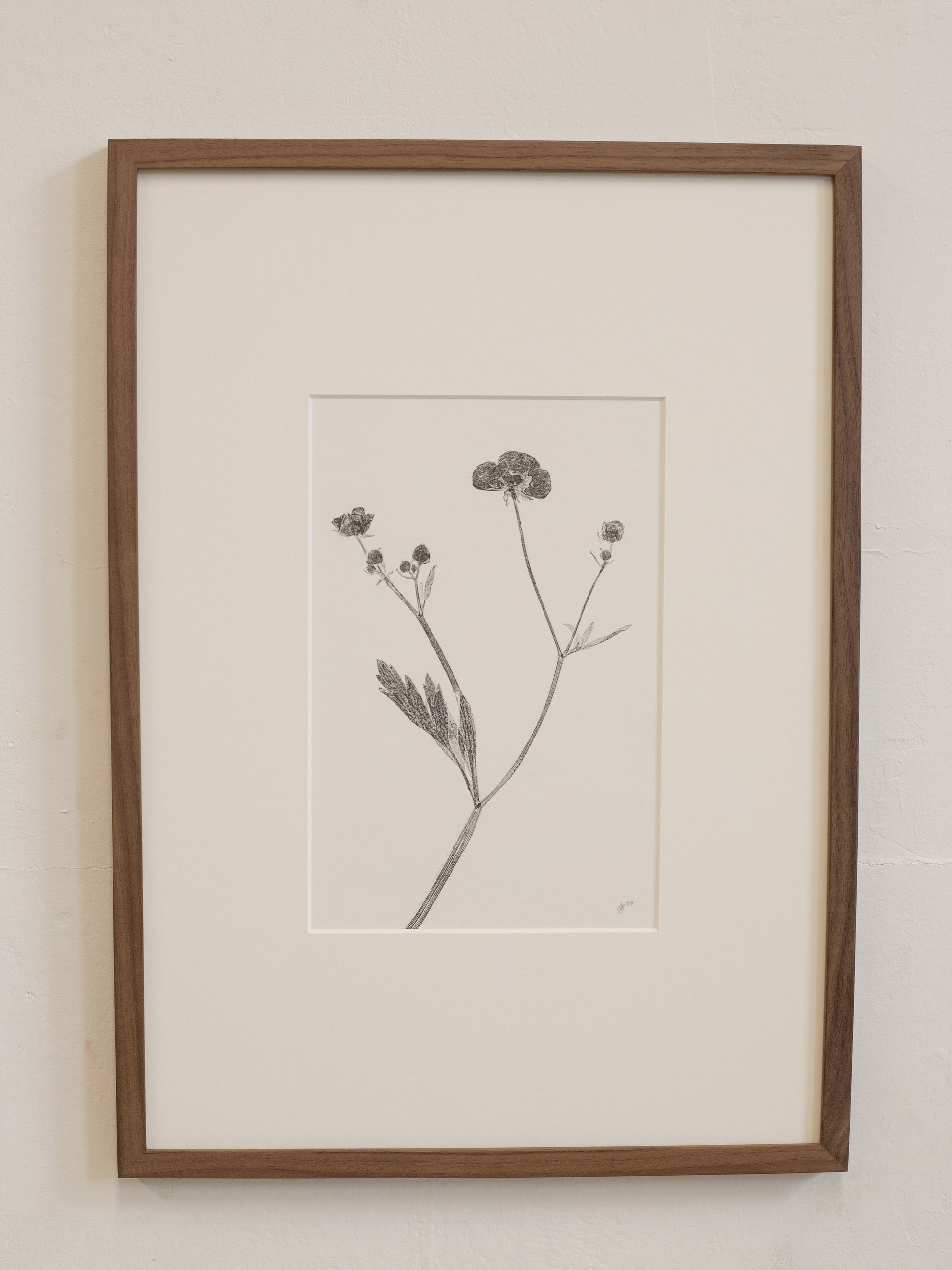 Framed botanical print of a plant on a white wall