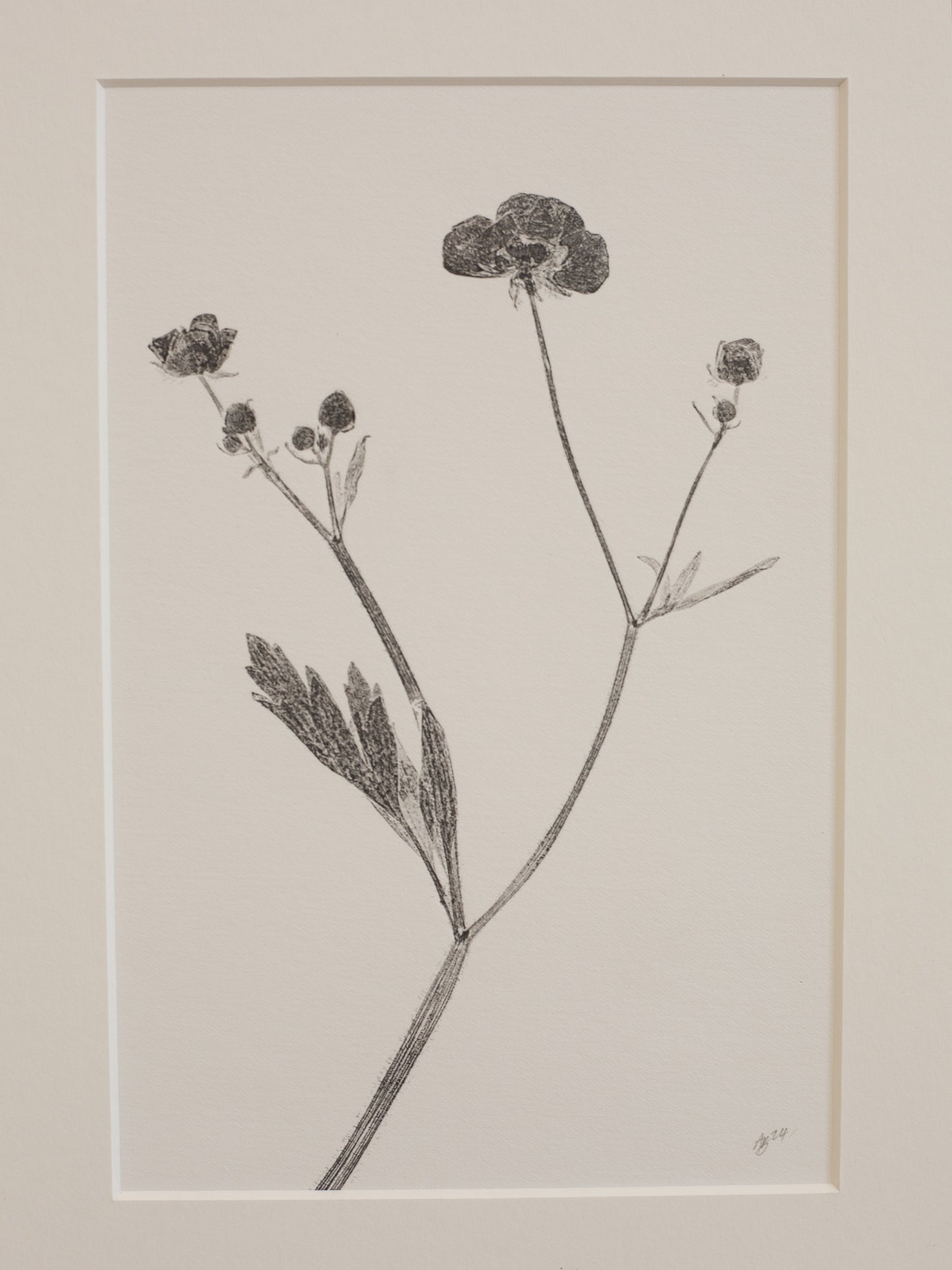 Black and white botanical illustration of a plant on a beige background