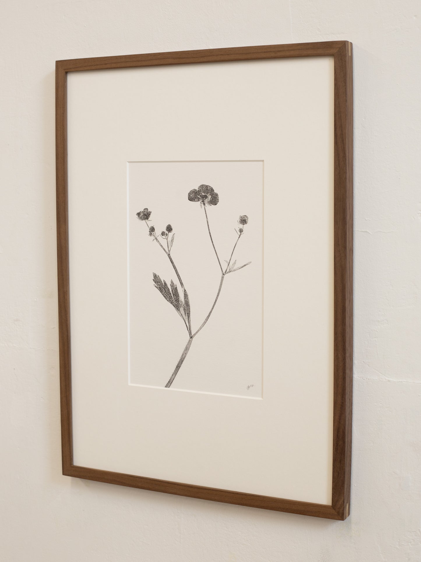 Framed botanical print of a plant on a plain wall
