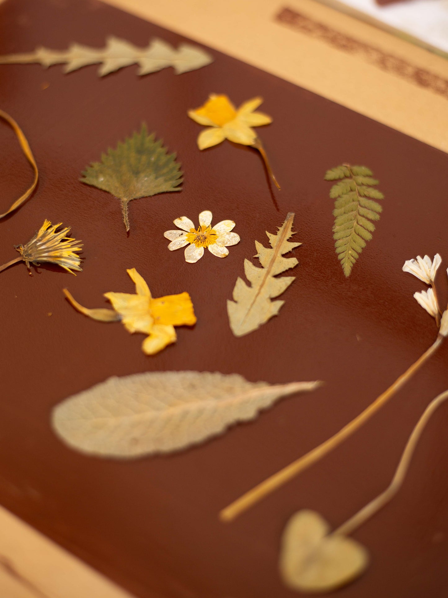 A close-up of pressed botanical specimens arranged on a dark brown inking sheet, including small yellow and white flowers and several dried leaves and ferns.