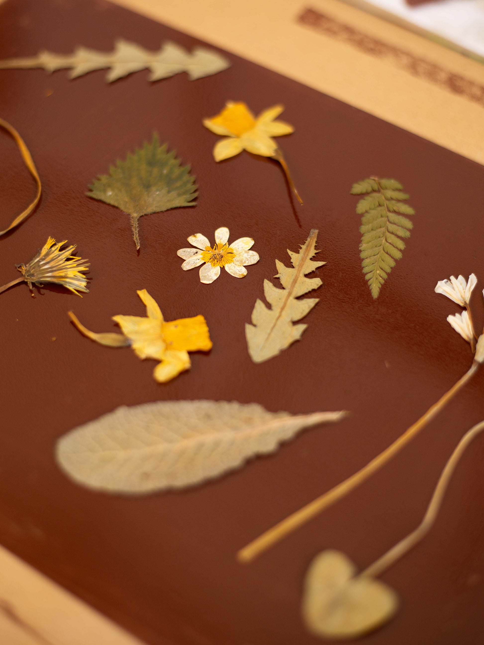 A close-up of pressed botanical specimens arranged on a dark brown inking sheet, including small yellow and white flowers and several dried leaves and ferns.