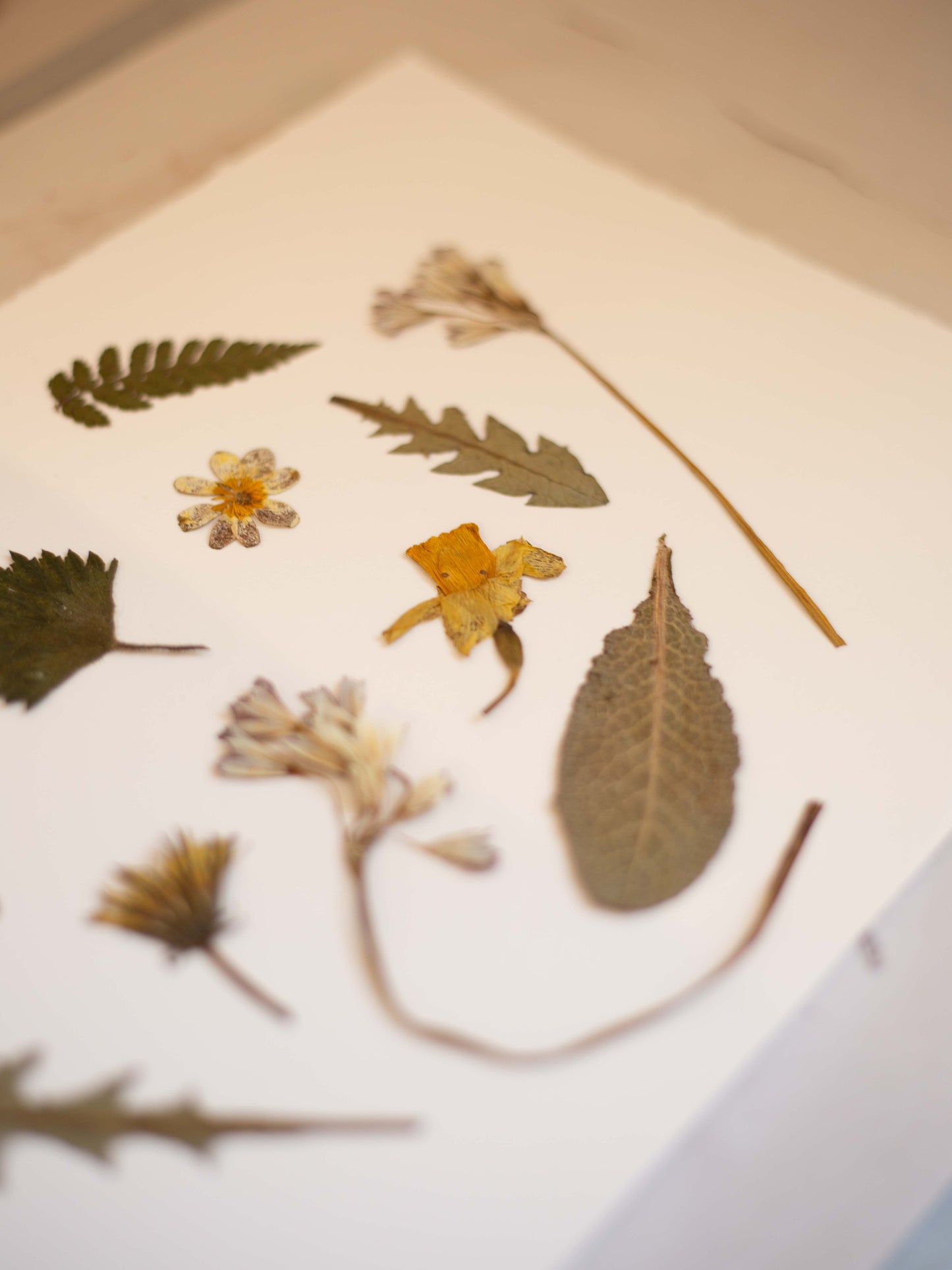 A close-up, artistic shot of various pressed dried flowers and leaves arranged on a white sheet of paper, photographed in soft, warm light with a shallow depth of field.