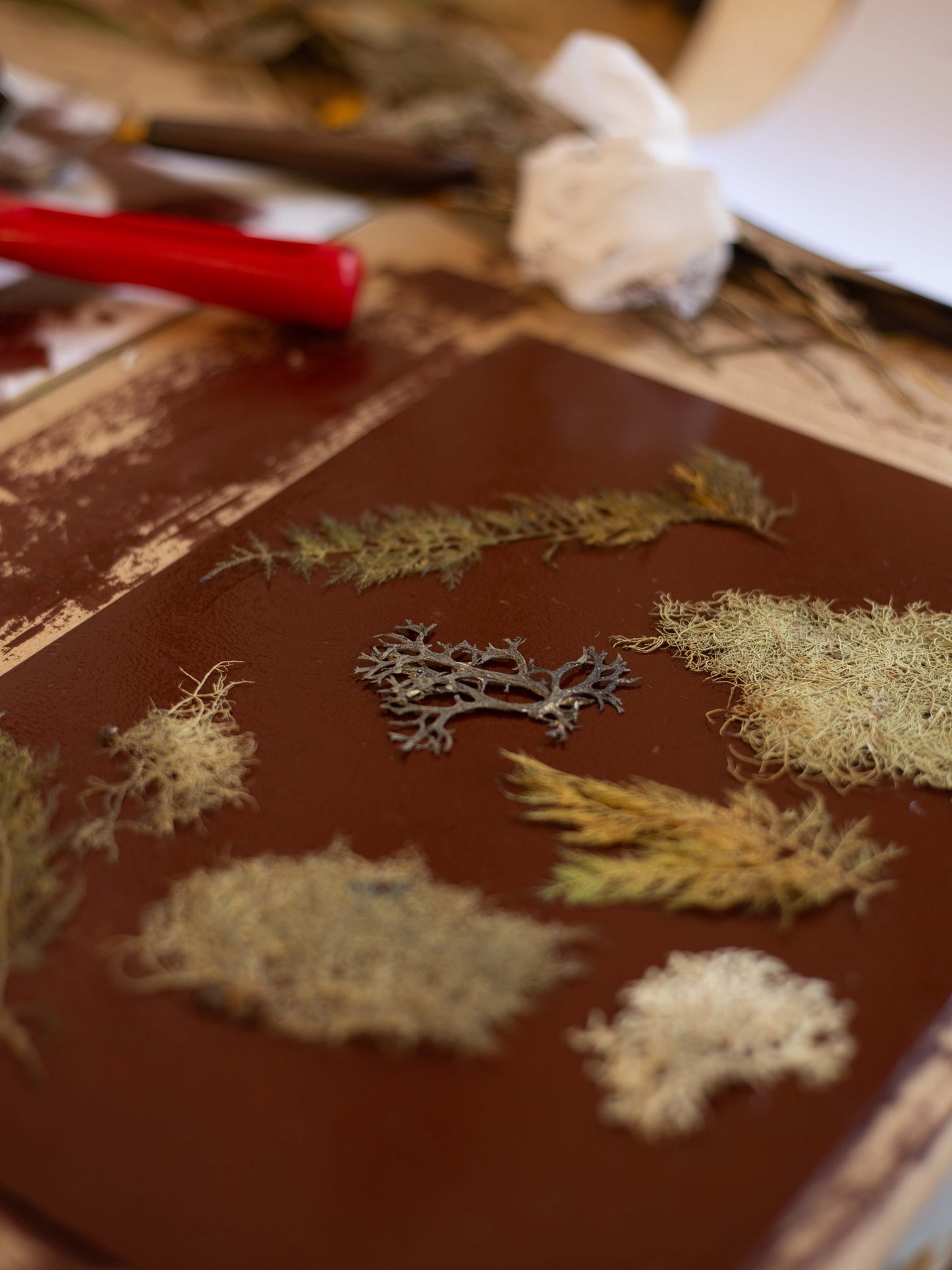 Mosses and liches on the inking plate 